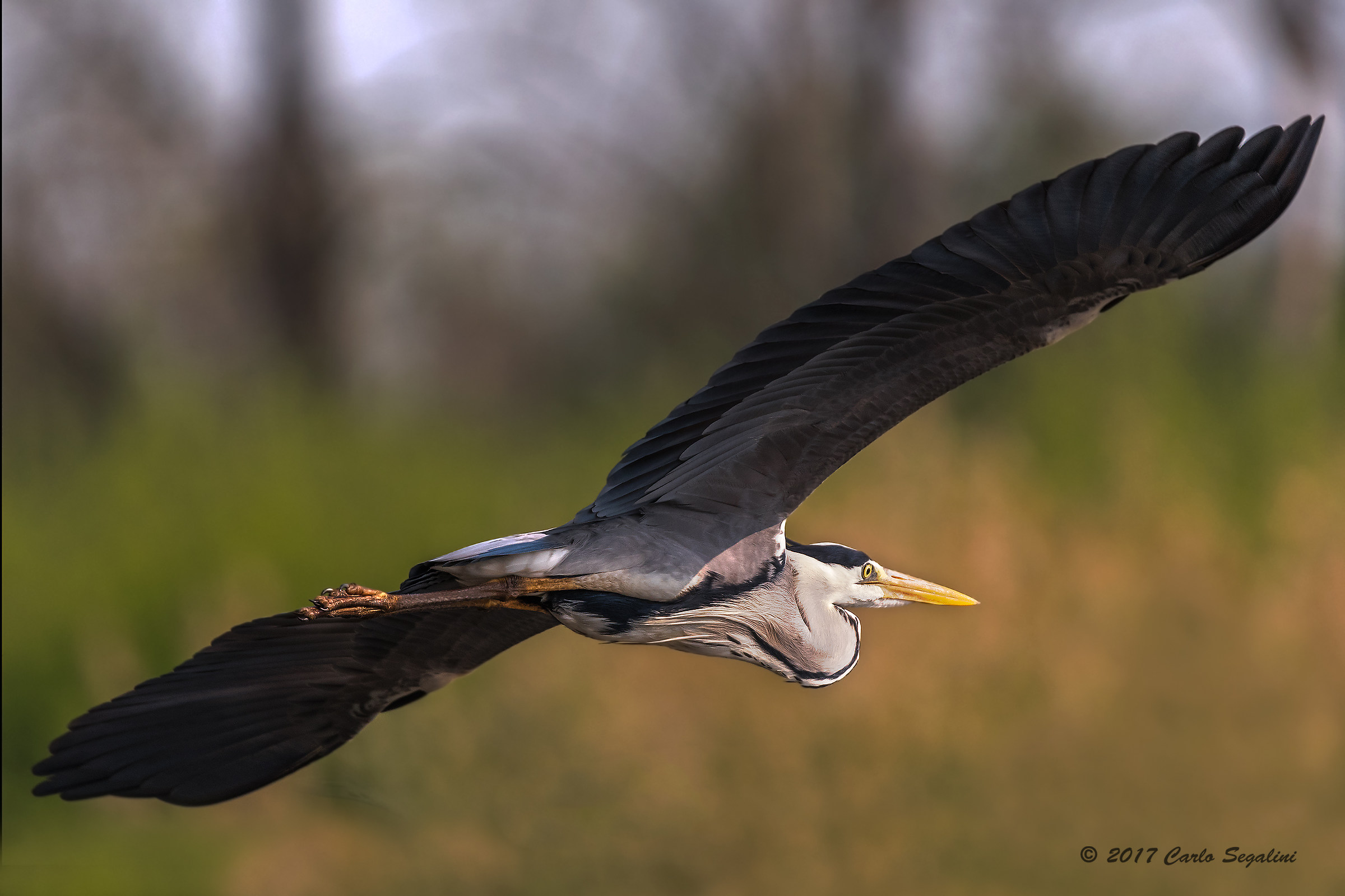 Cattle in flight