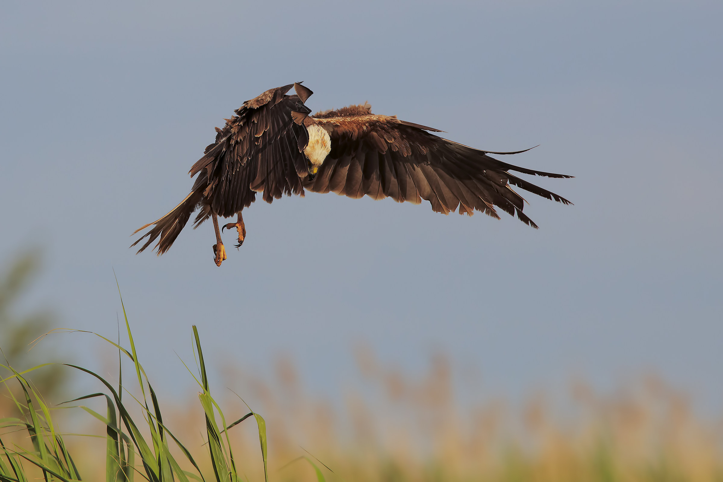 Nests inspection ....