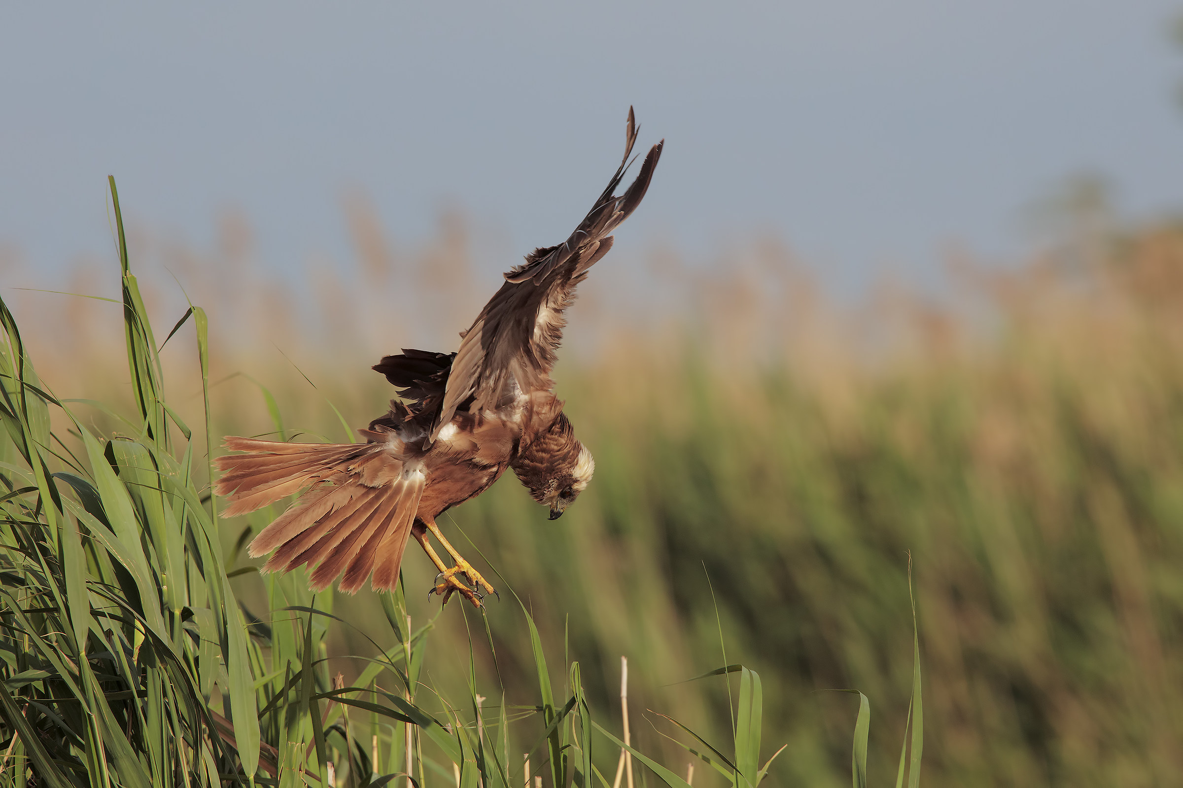 Assault on the nest ....