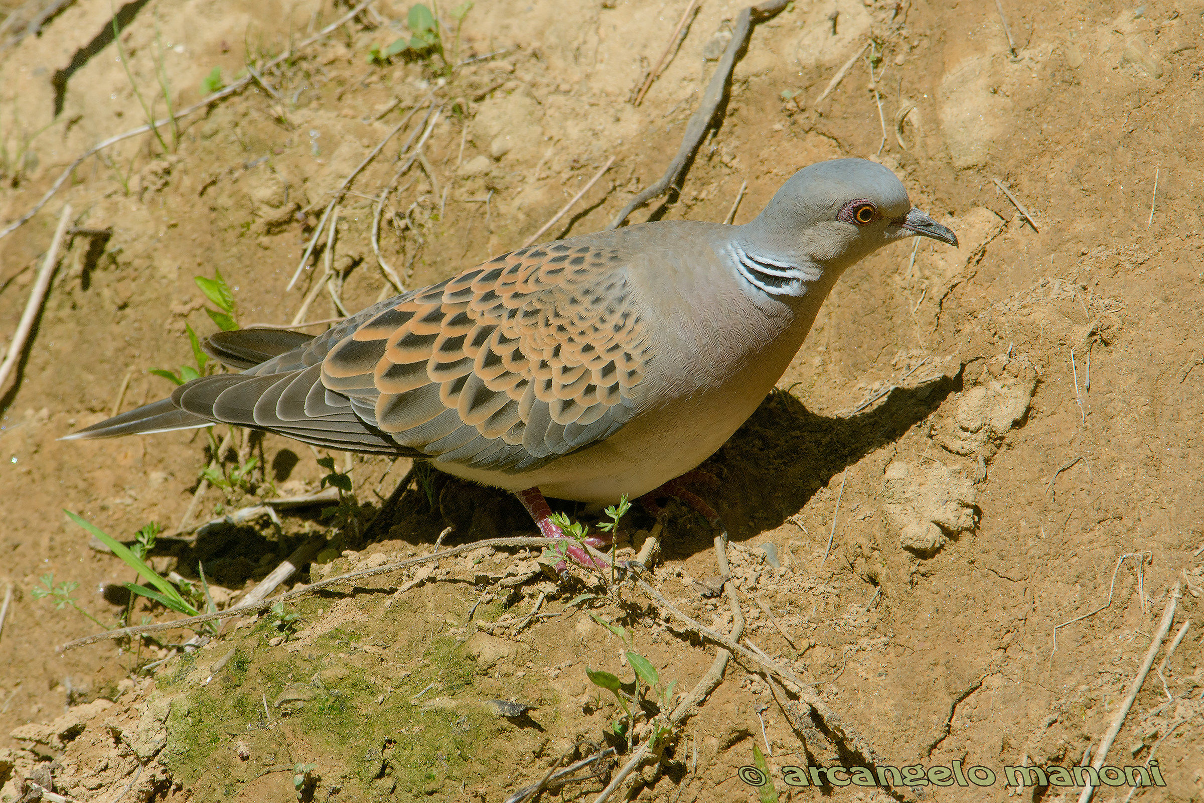 Le piume della tortora