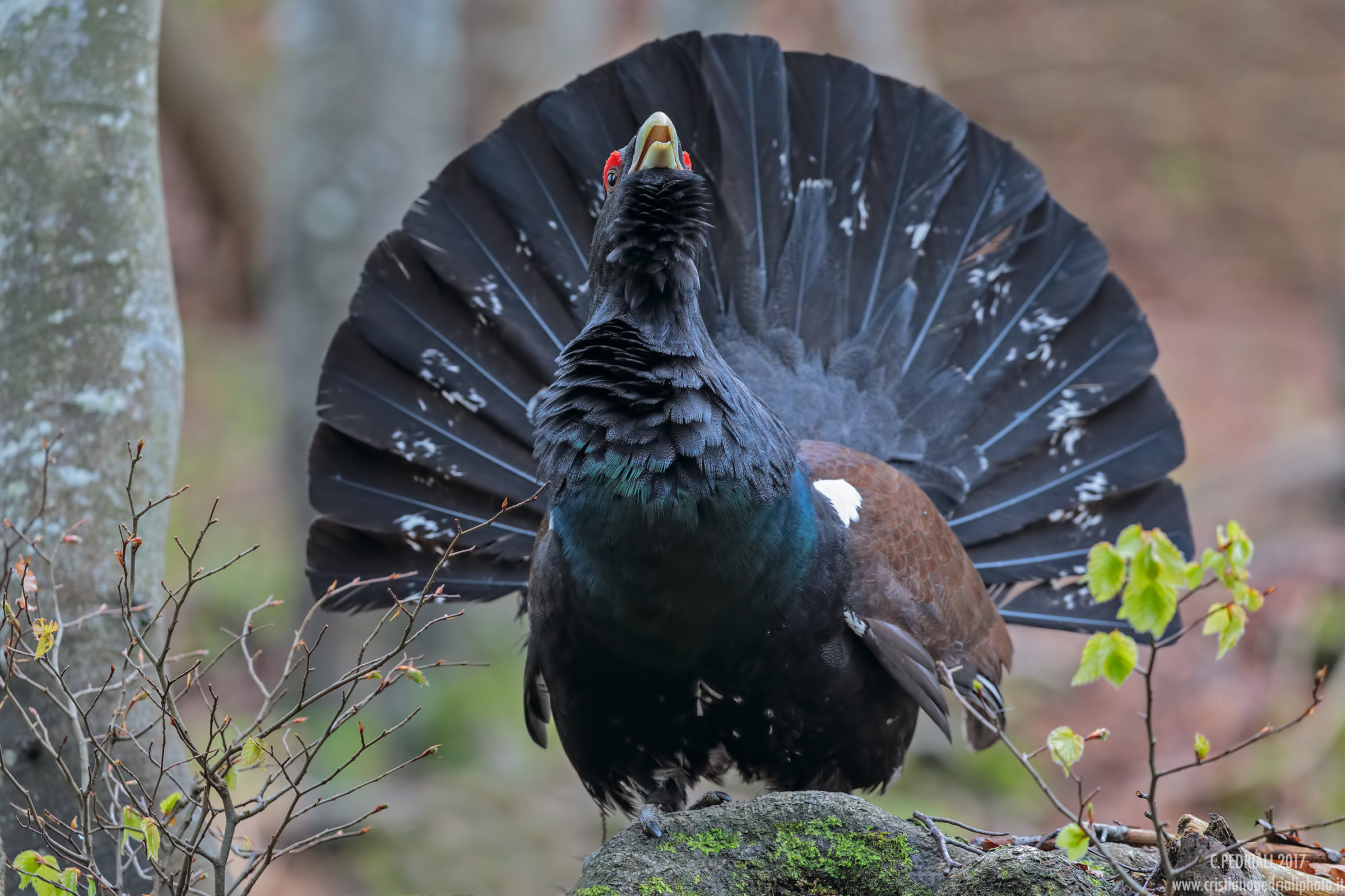 Gallo cedrone in canto...