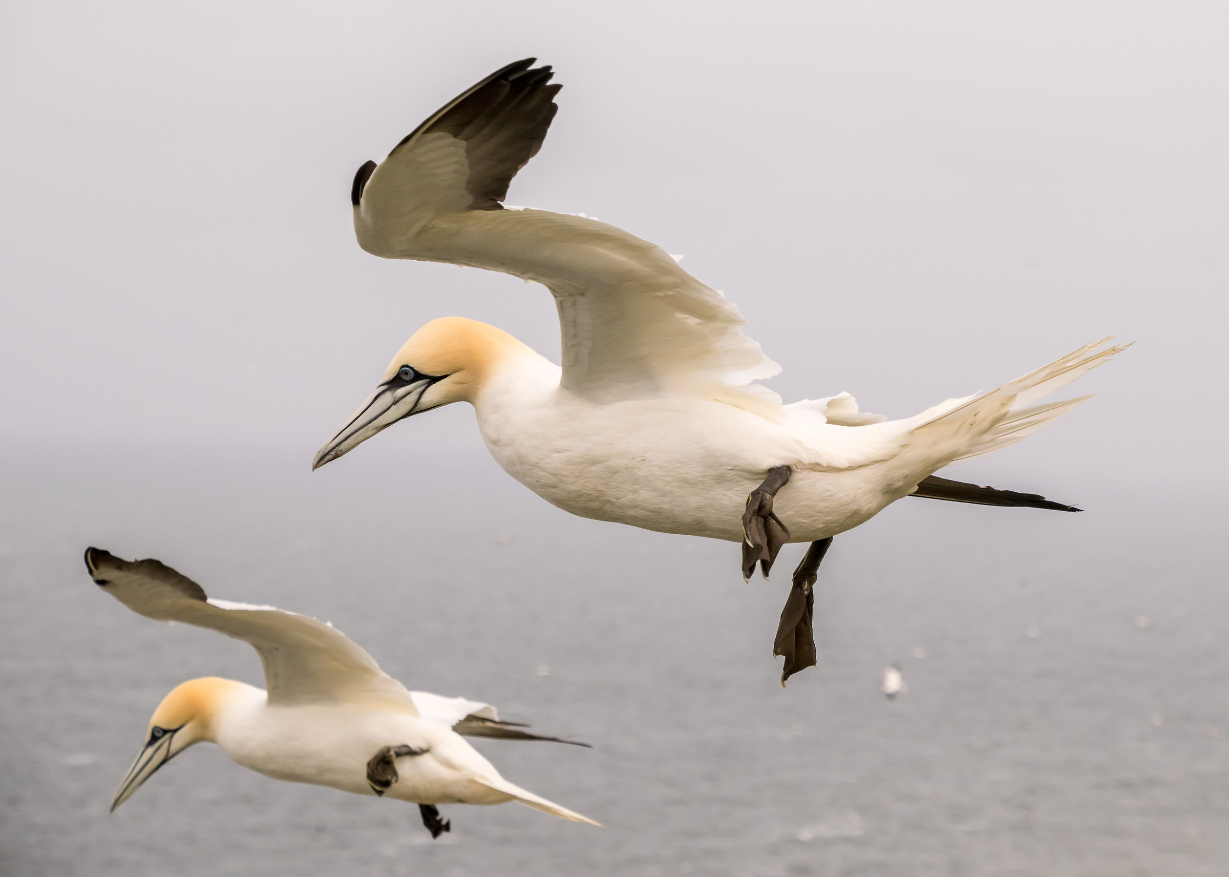 Preparazione per l'atterraggio