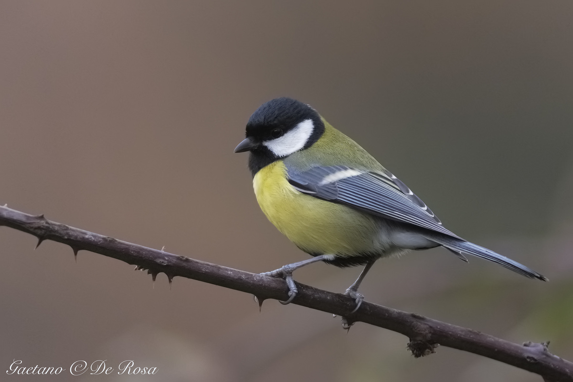 Great Tit
