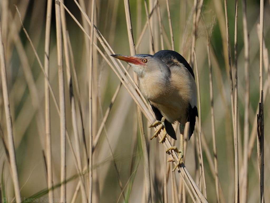 Little Bittern