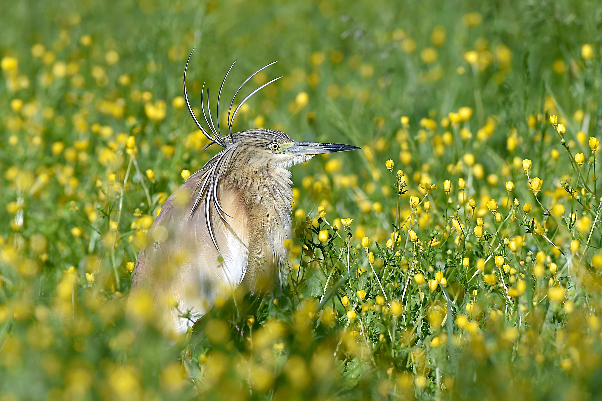 New Look (Slut Sgarza)