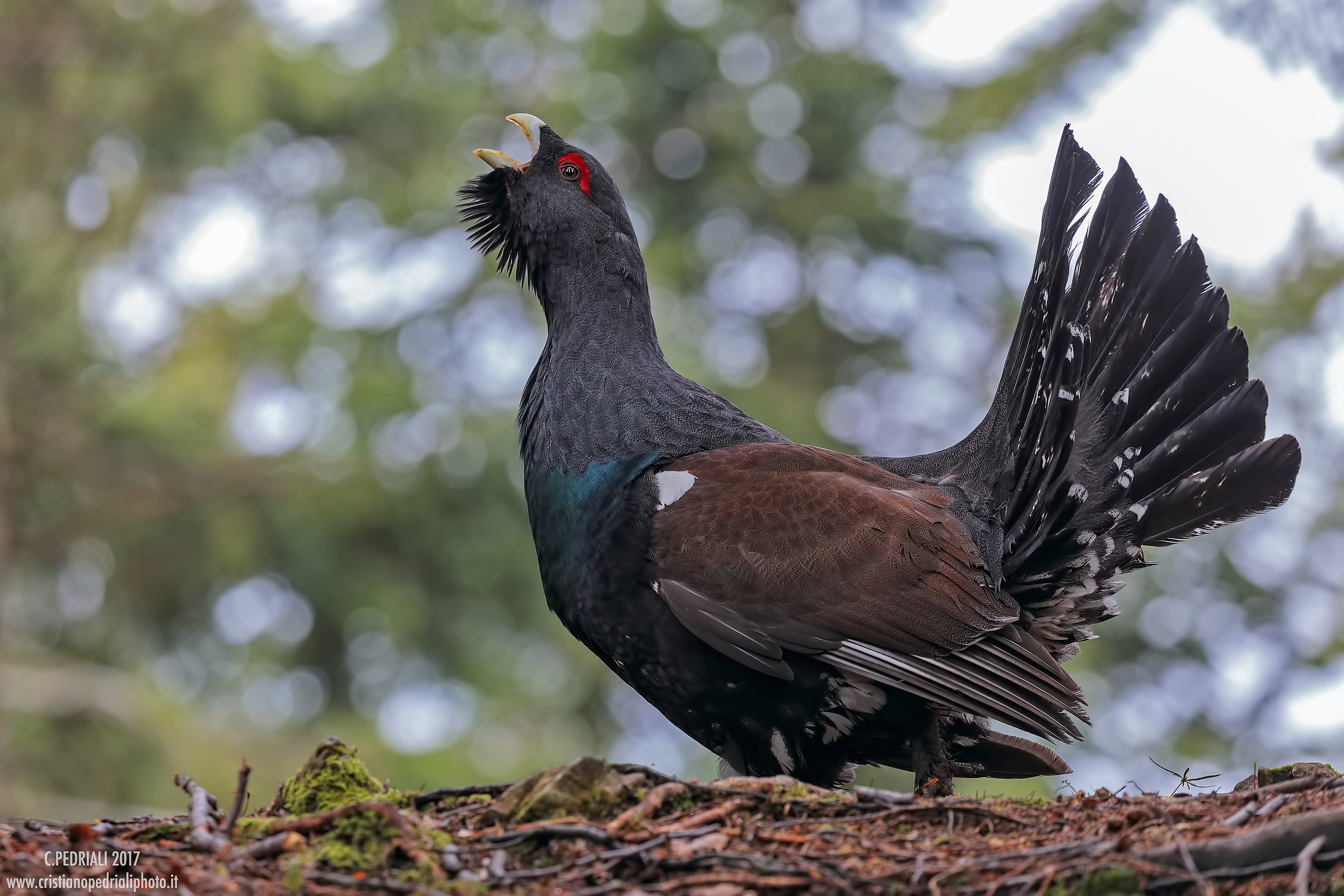 The cedar is backlit ...