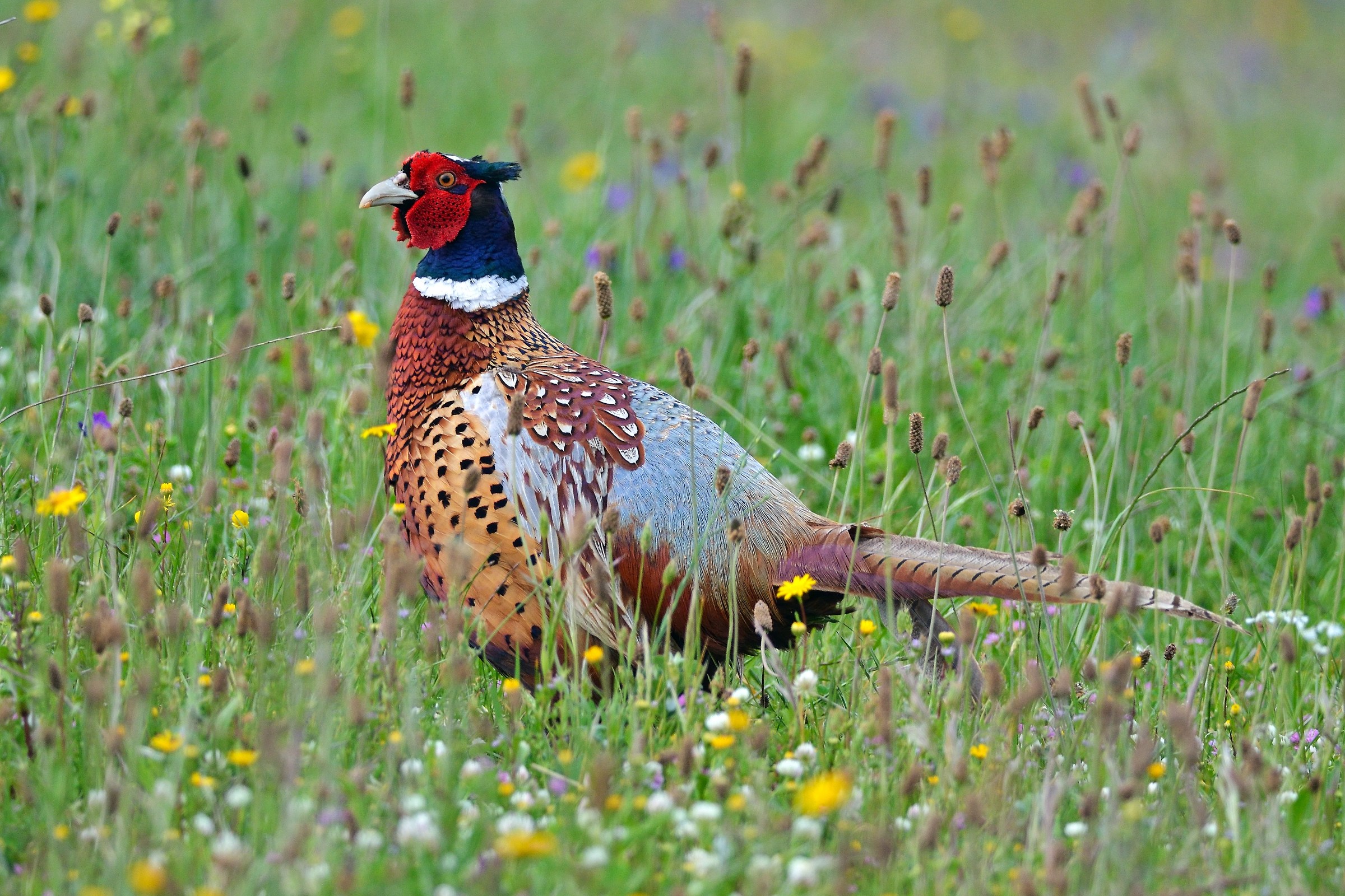 Pheasant