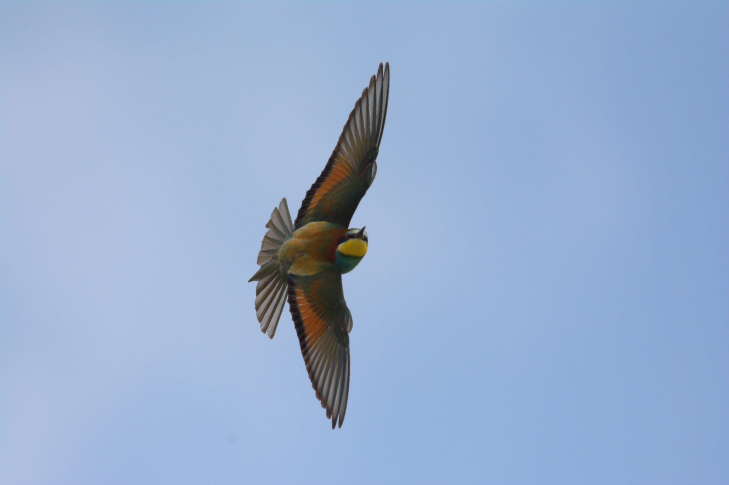 Bee eater