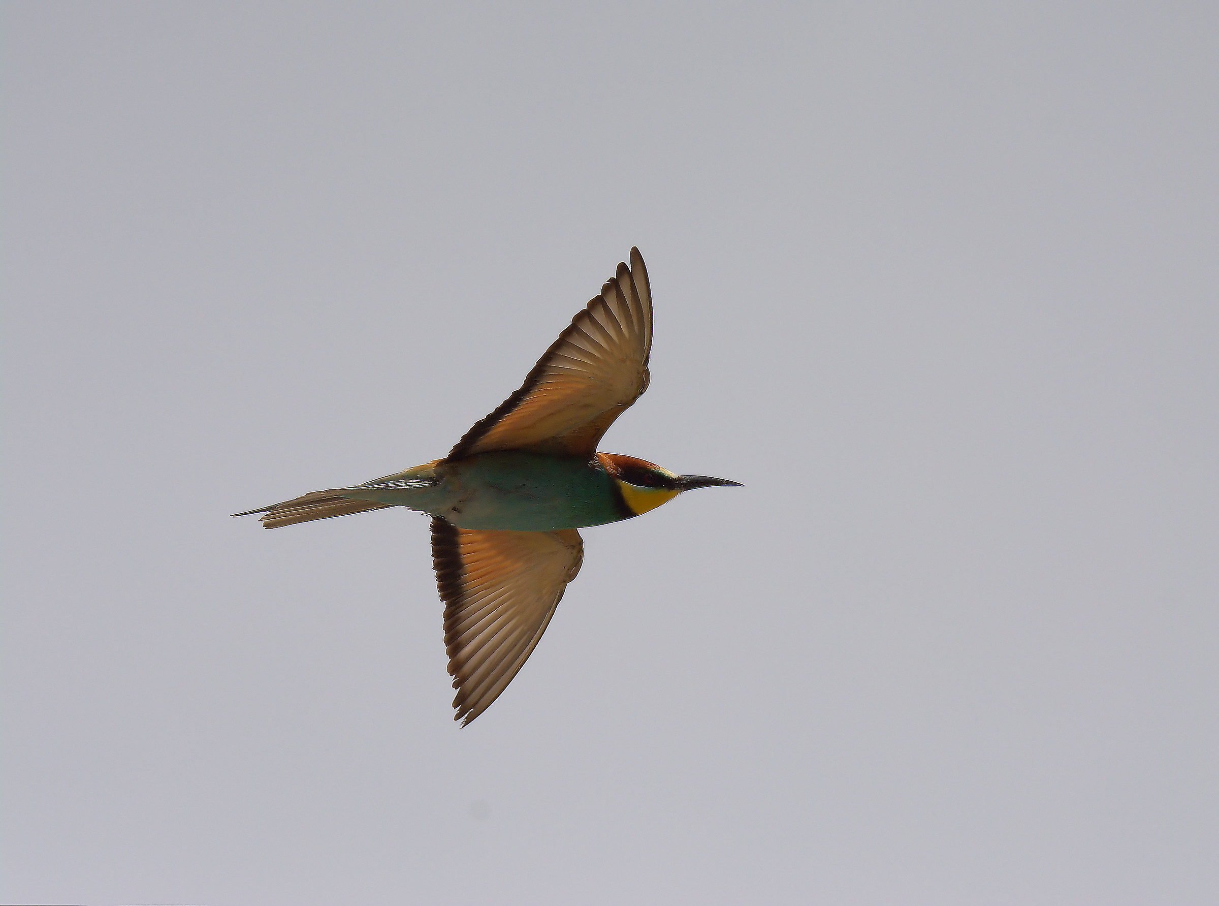 Bee eater