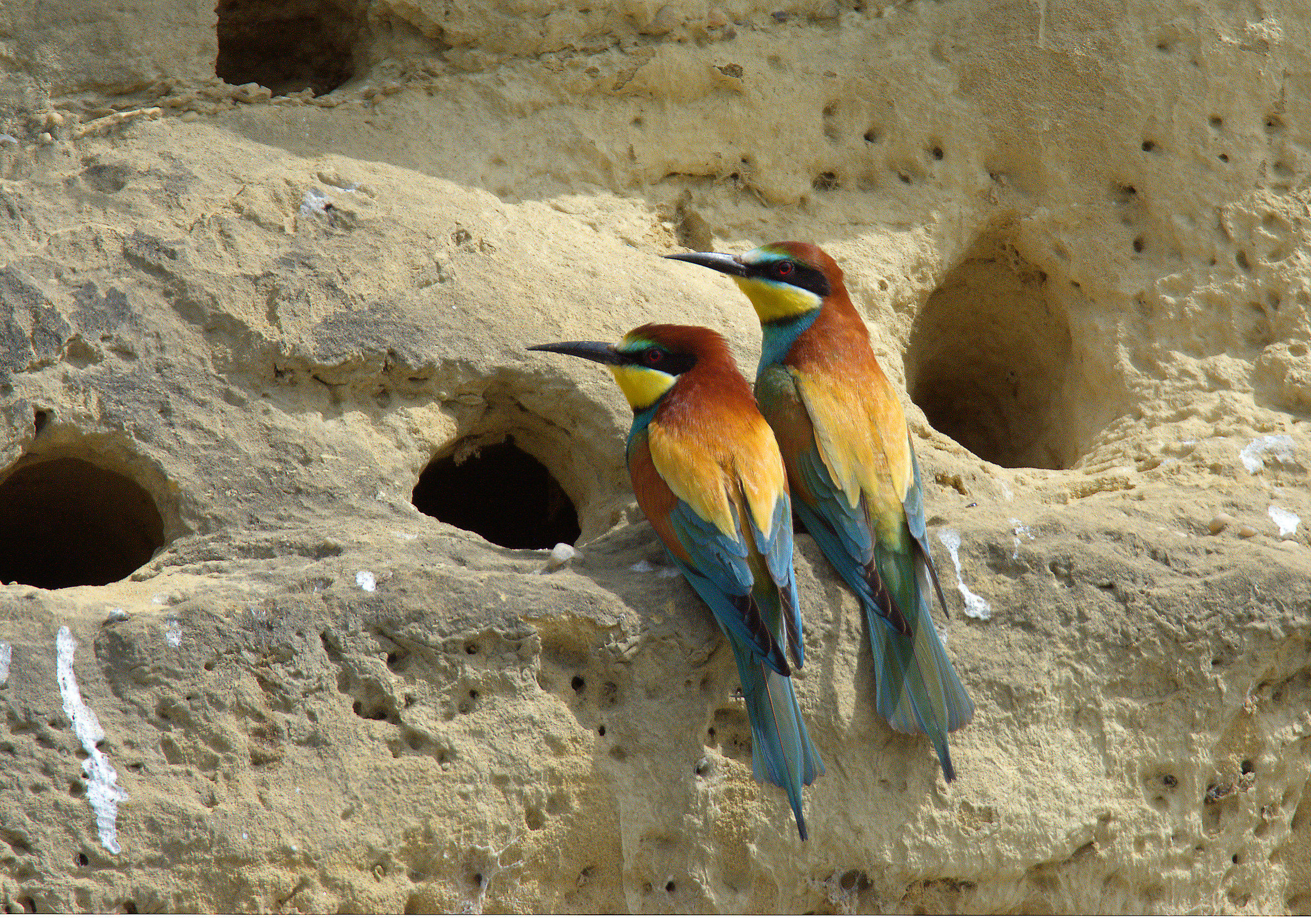 Bee eater