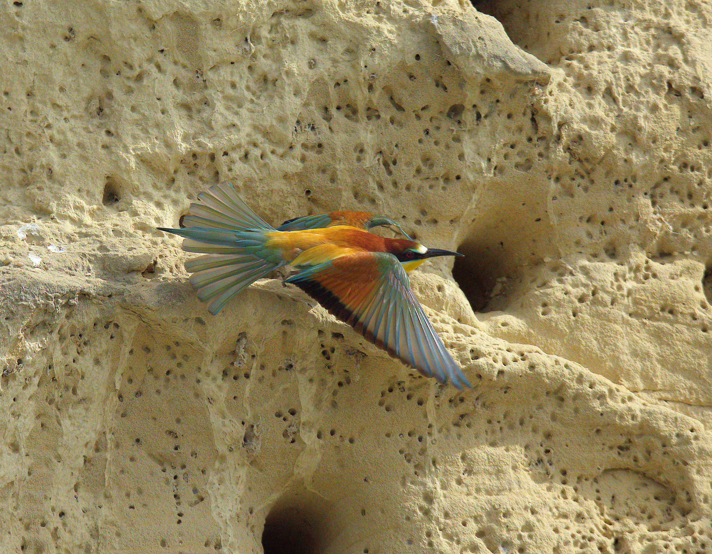 Bee eater