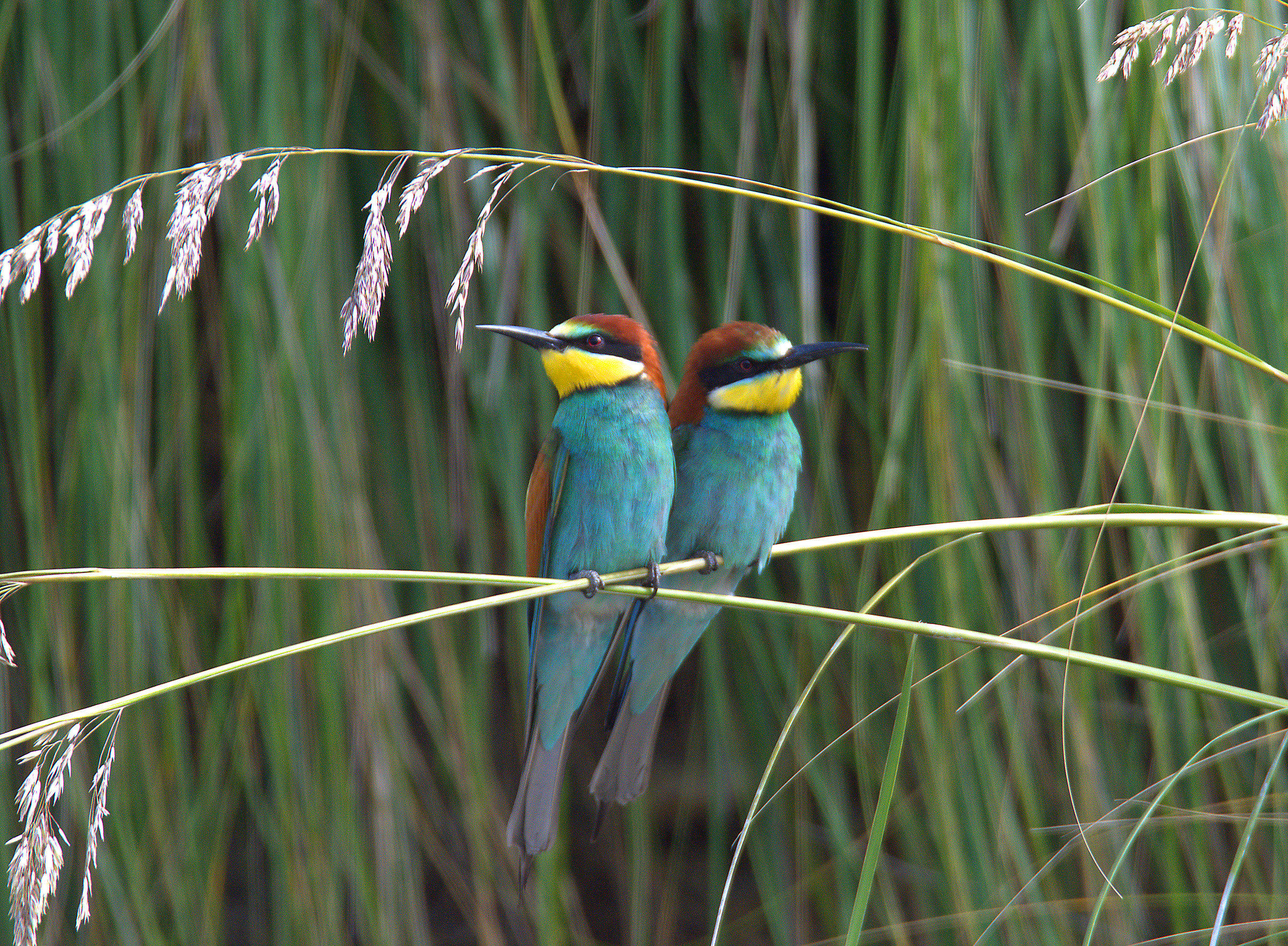 Bee eater