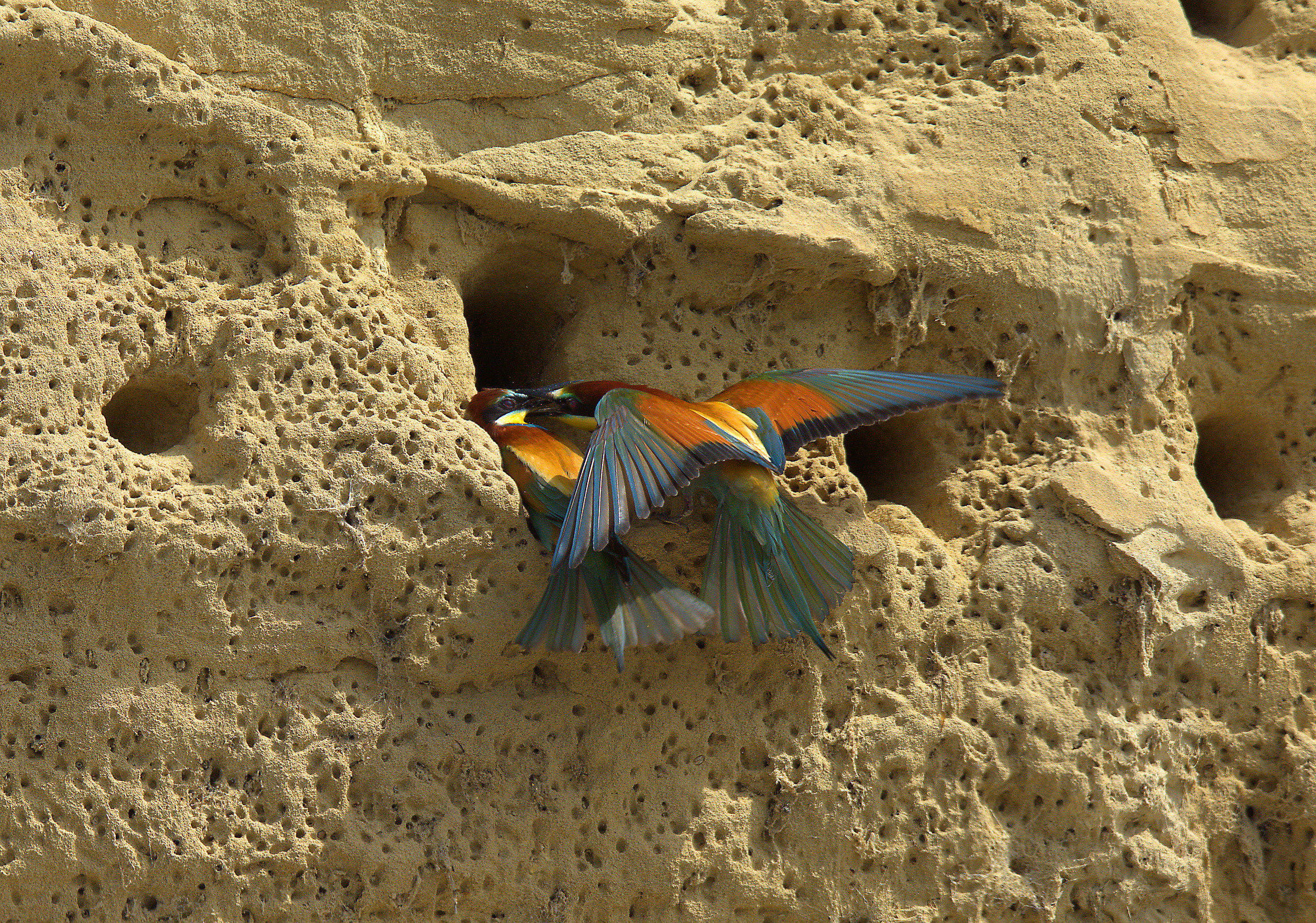 Bee eater