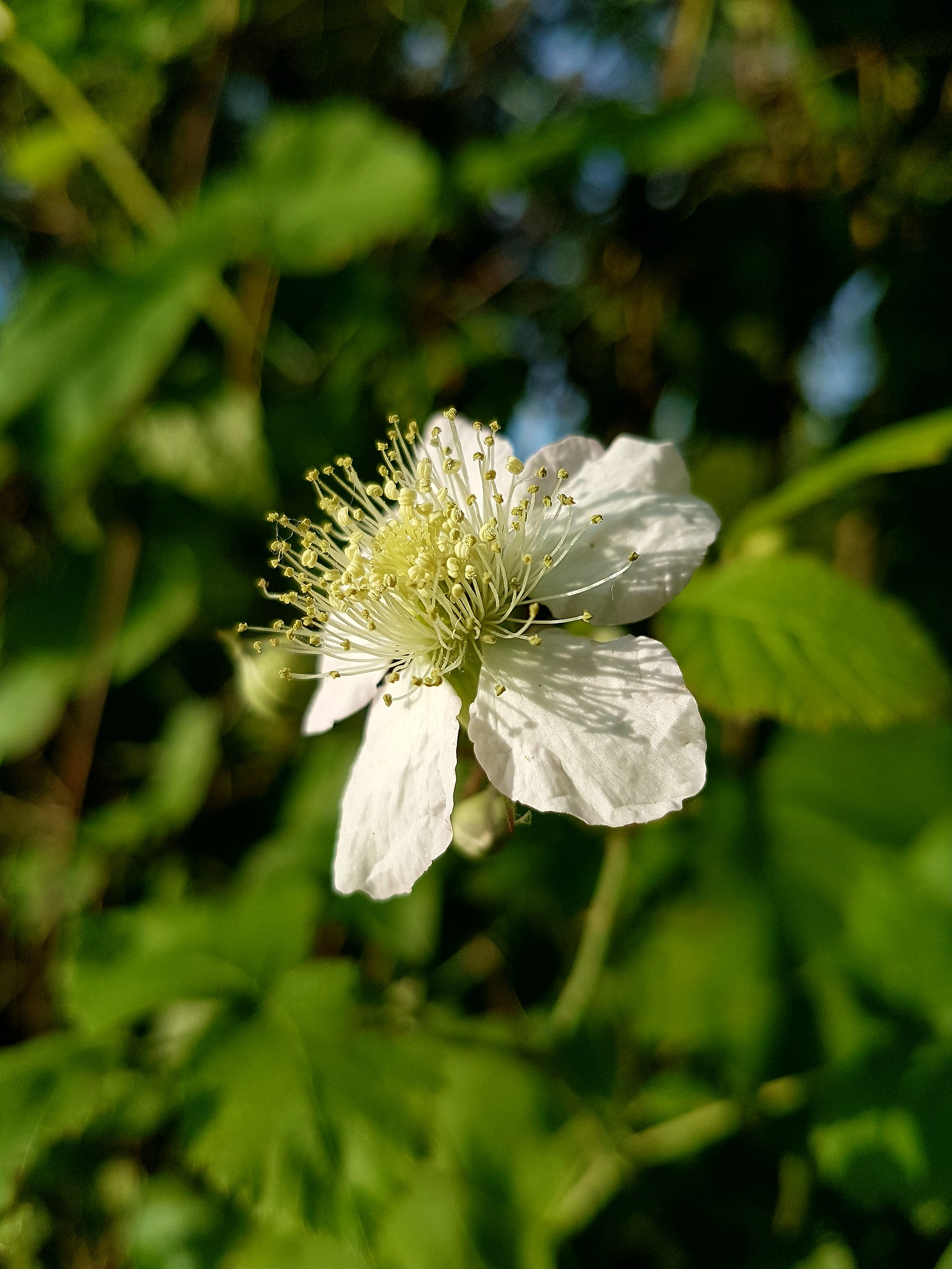 Bellezza primaverile