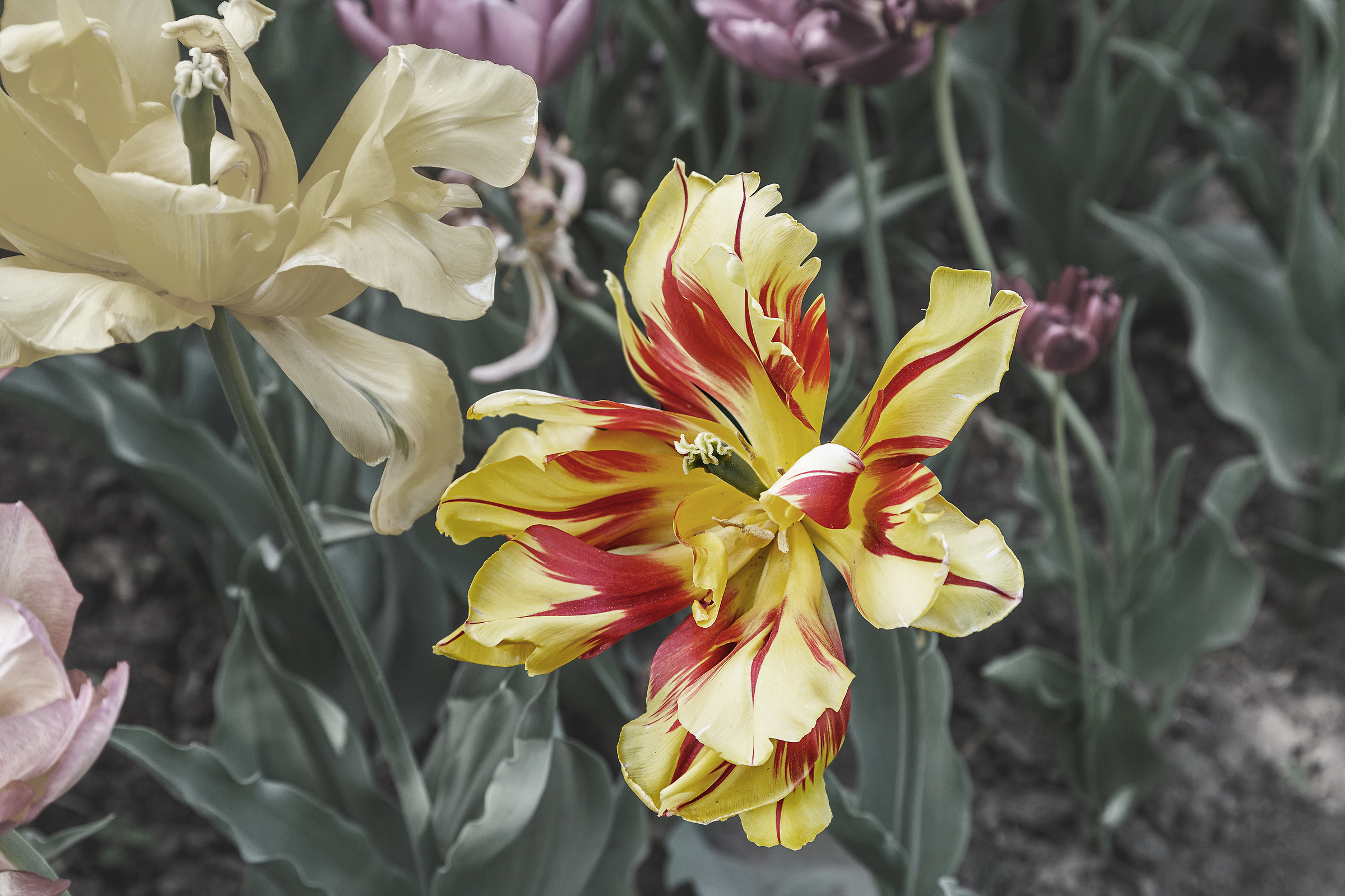 Tulip mottled