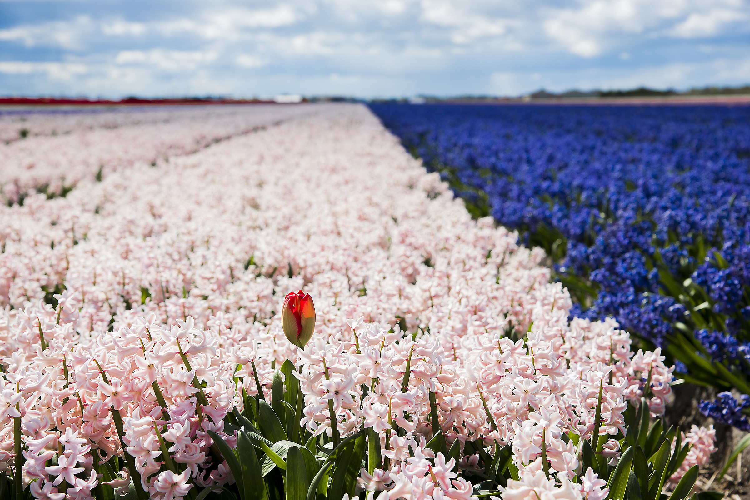 Netherlands April 2017