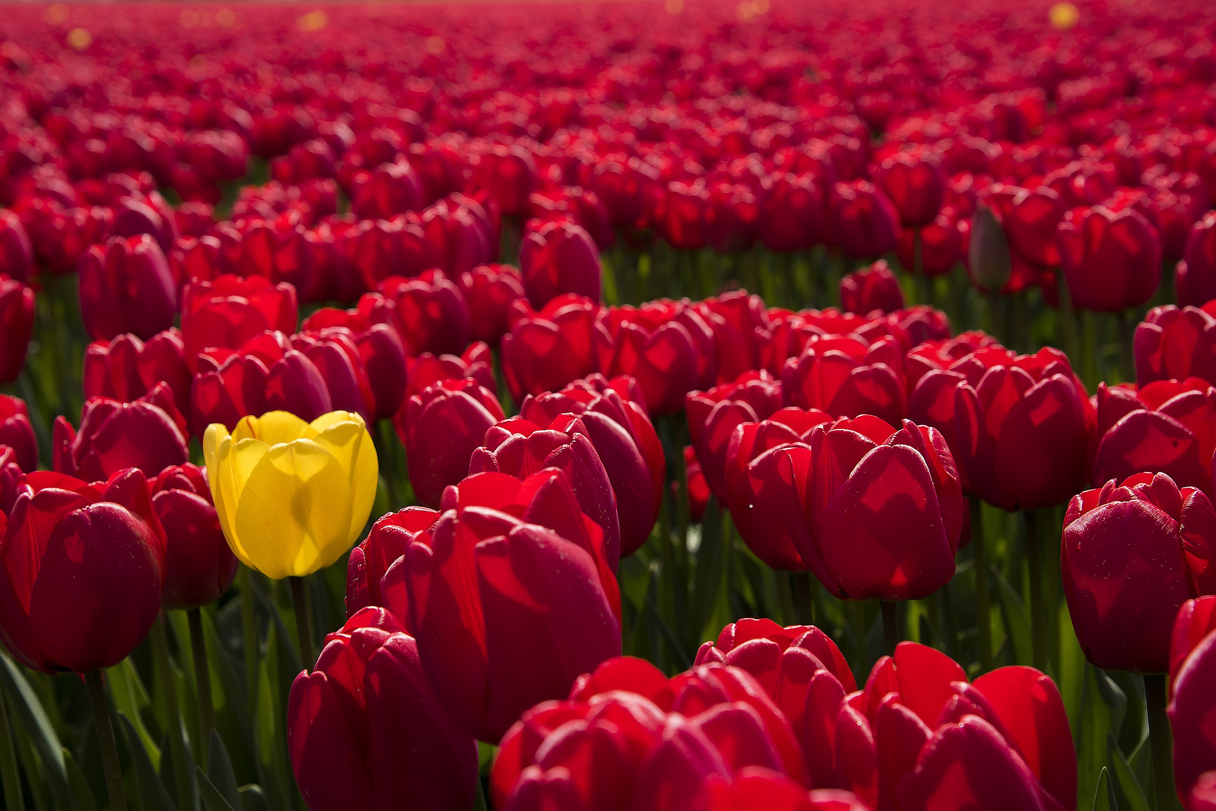 Netherlands April 2017