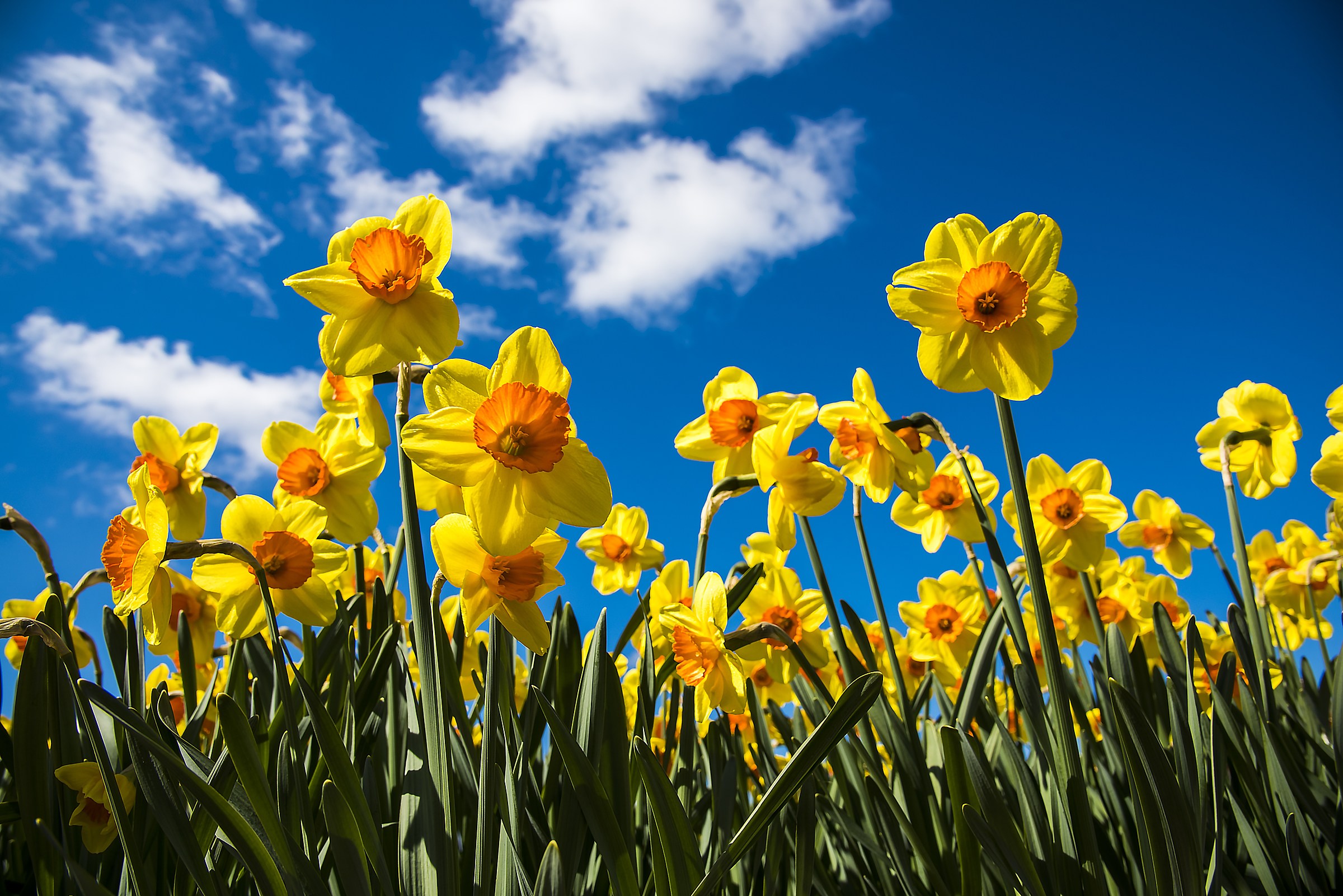 Netherlands April 2017