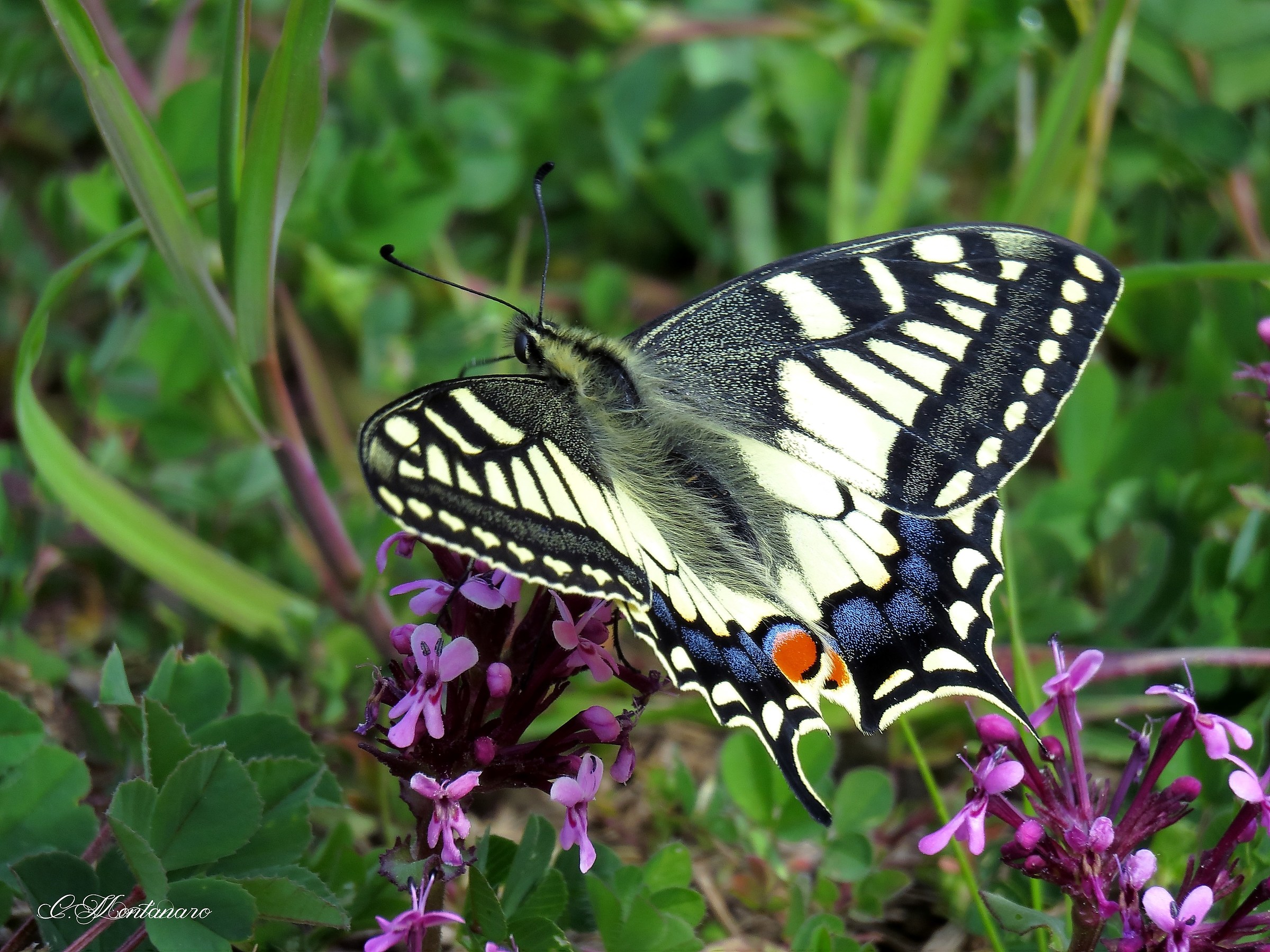 Papilio machaon