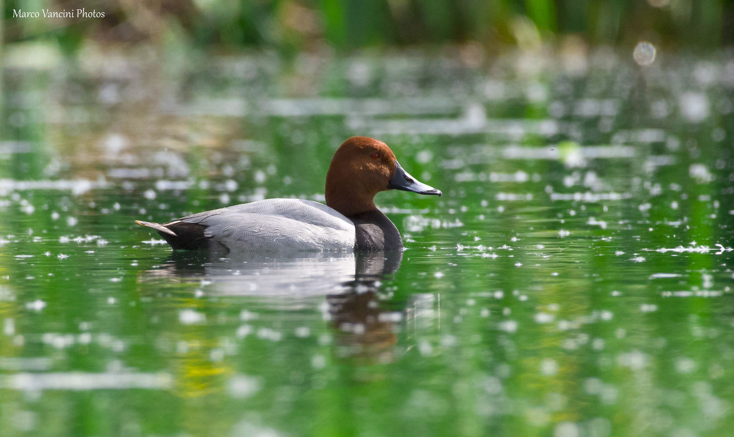 Pochard
