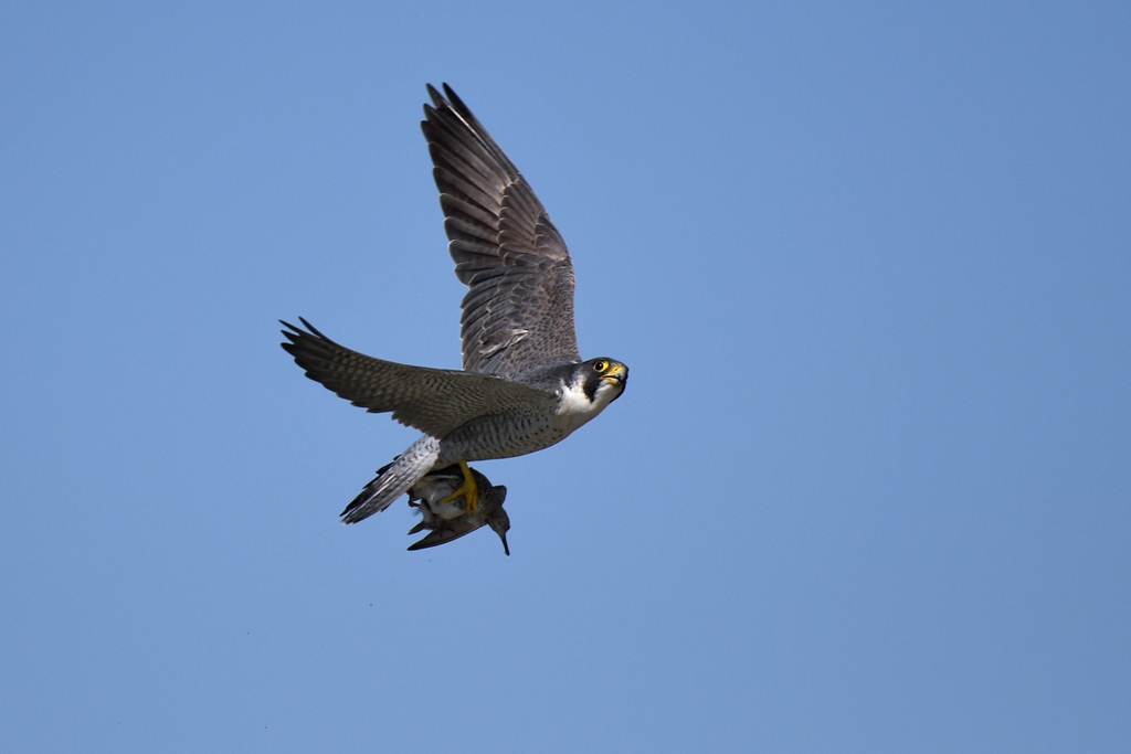 Pellegrino con preda