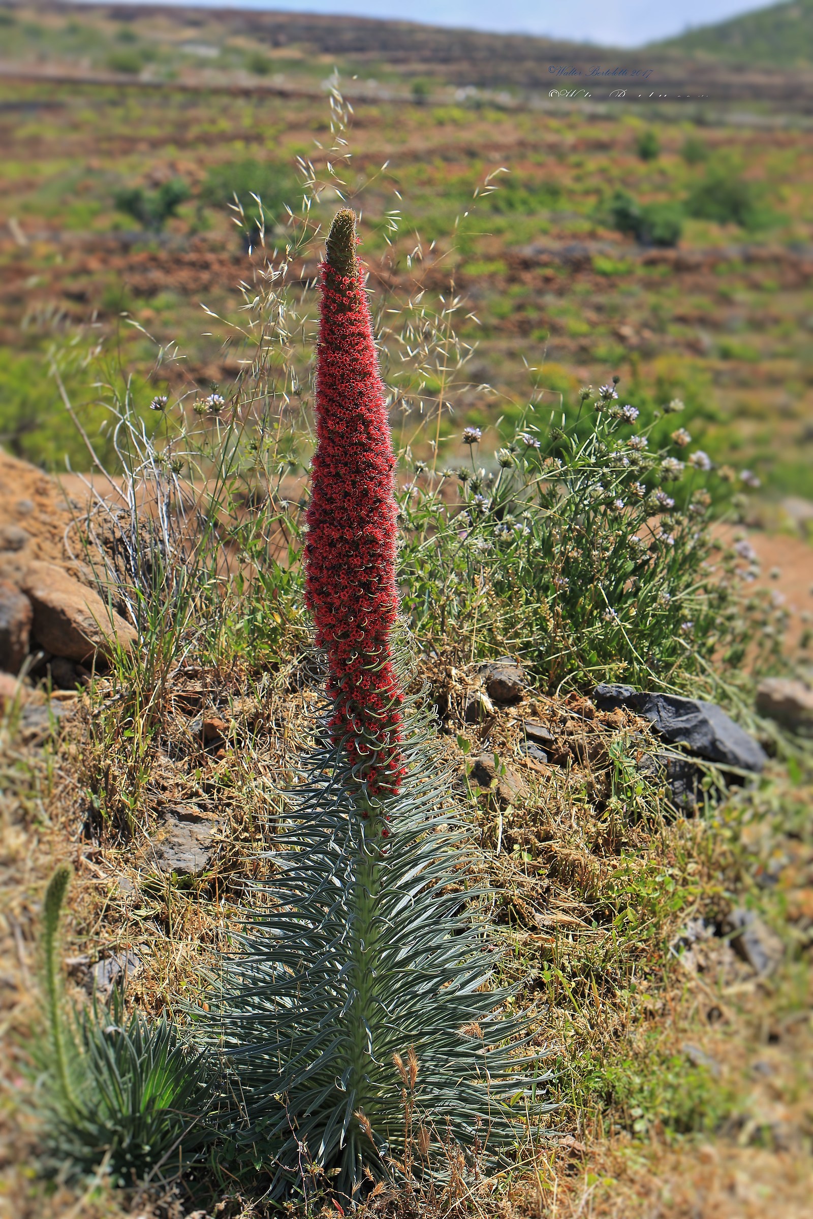 Tenerife flora