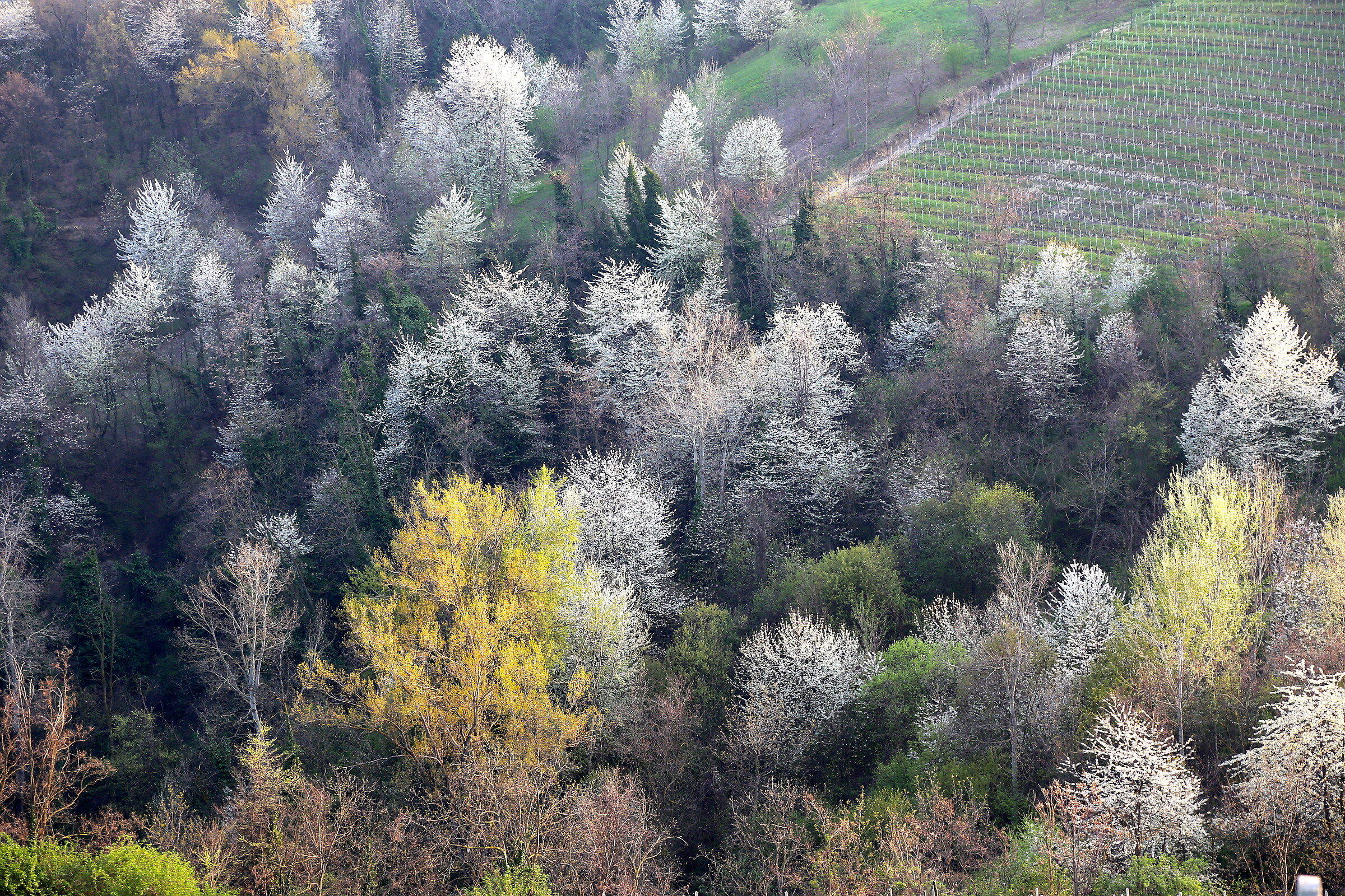 Wild cherry blossoms