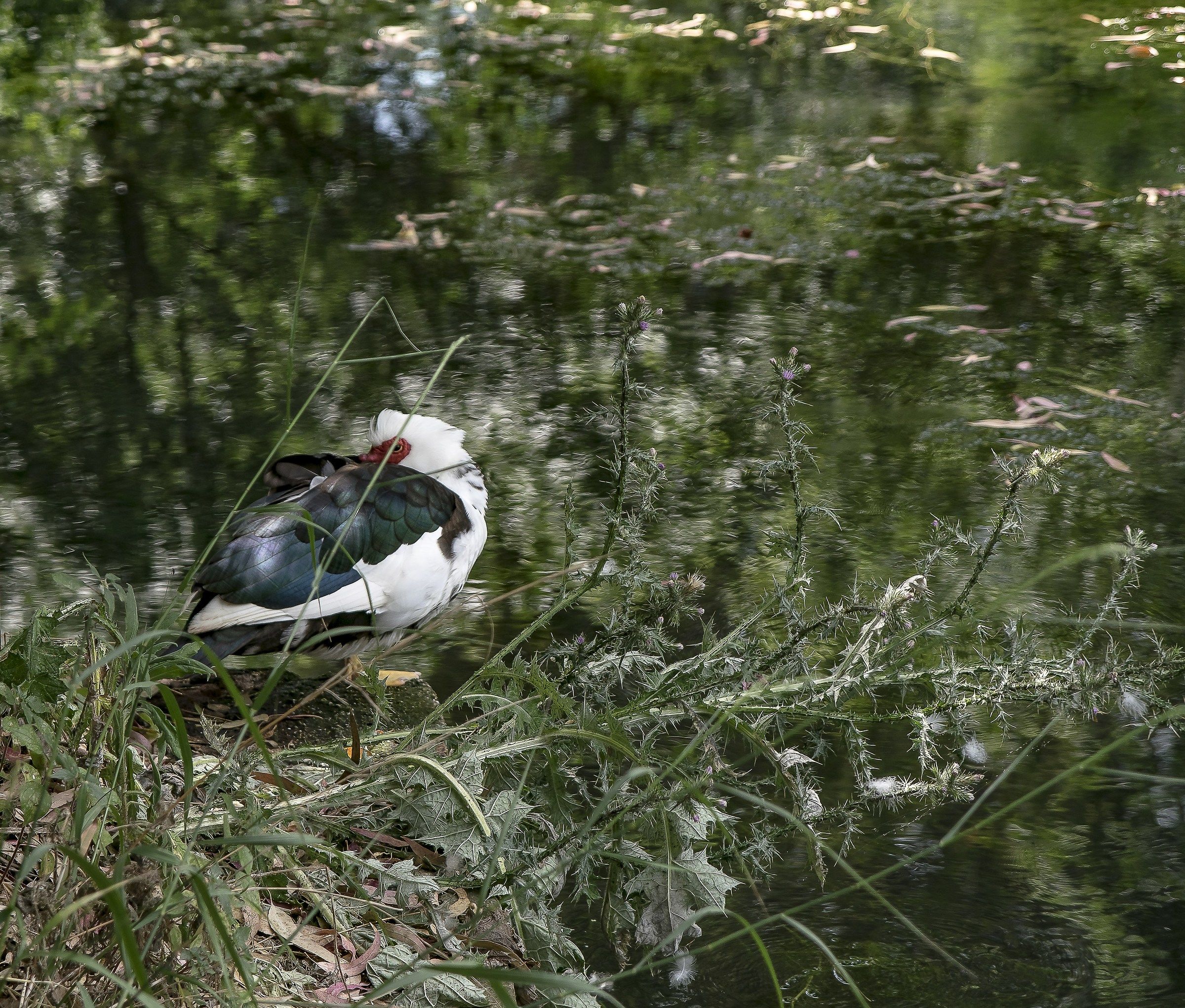Stagno lungo Il Fiume Ciane