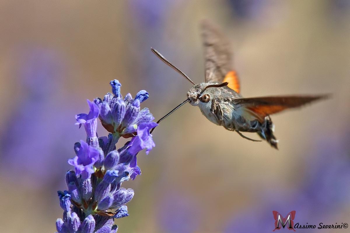 Macroglossum stellatarum