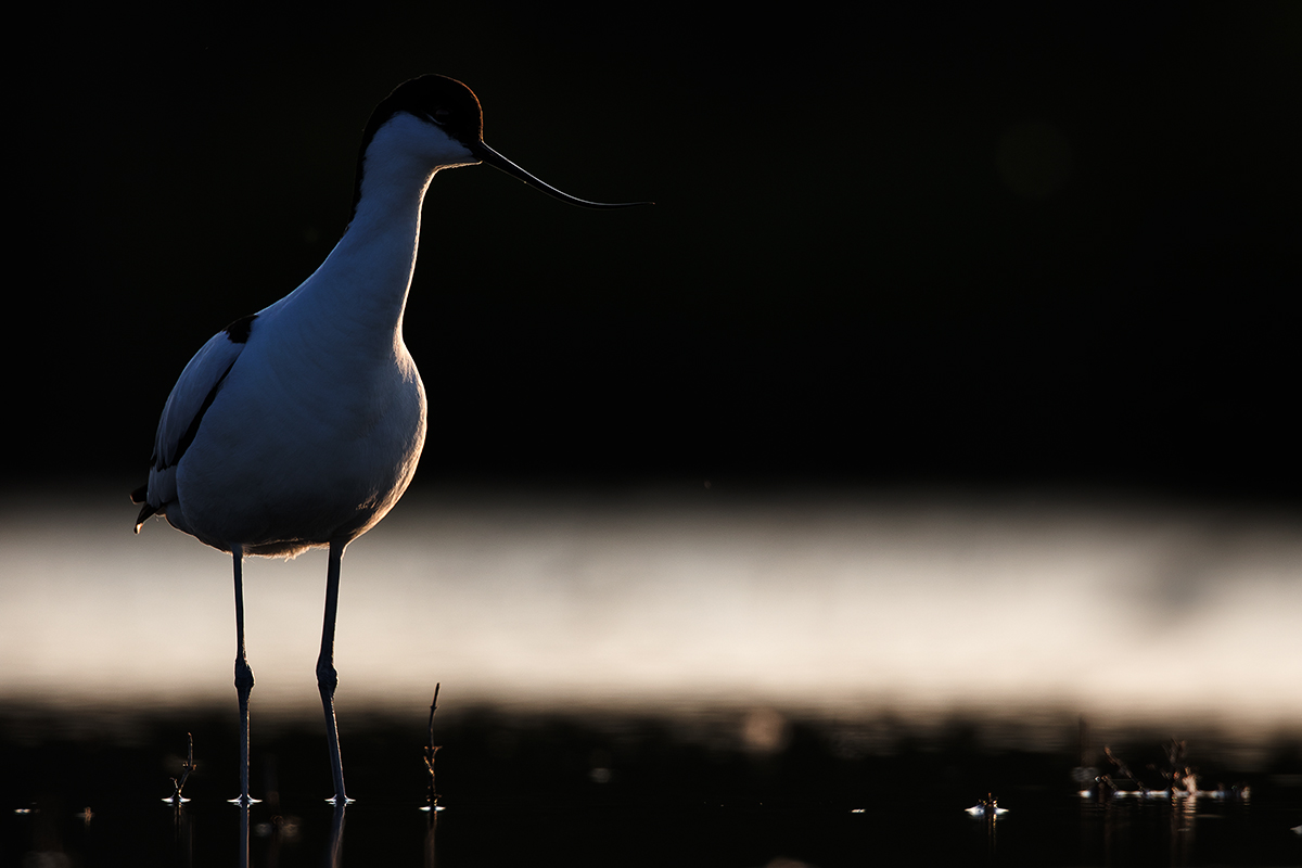 Avocetta