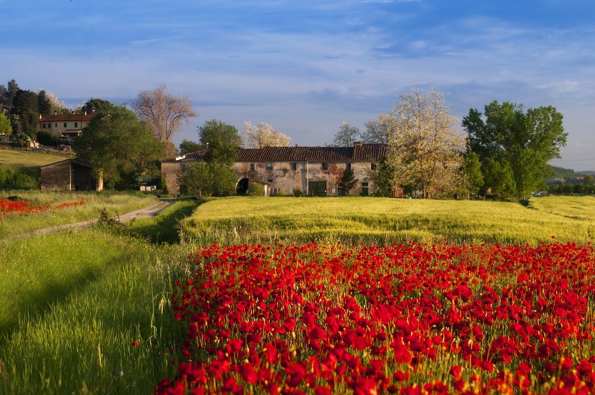 Farmsteads and Poppies