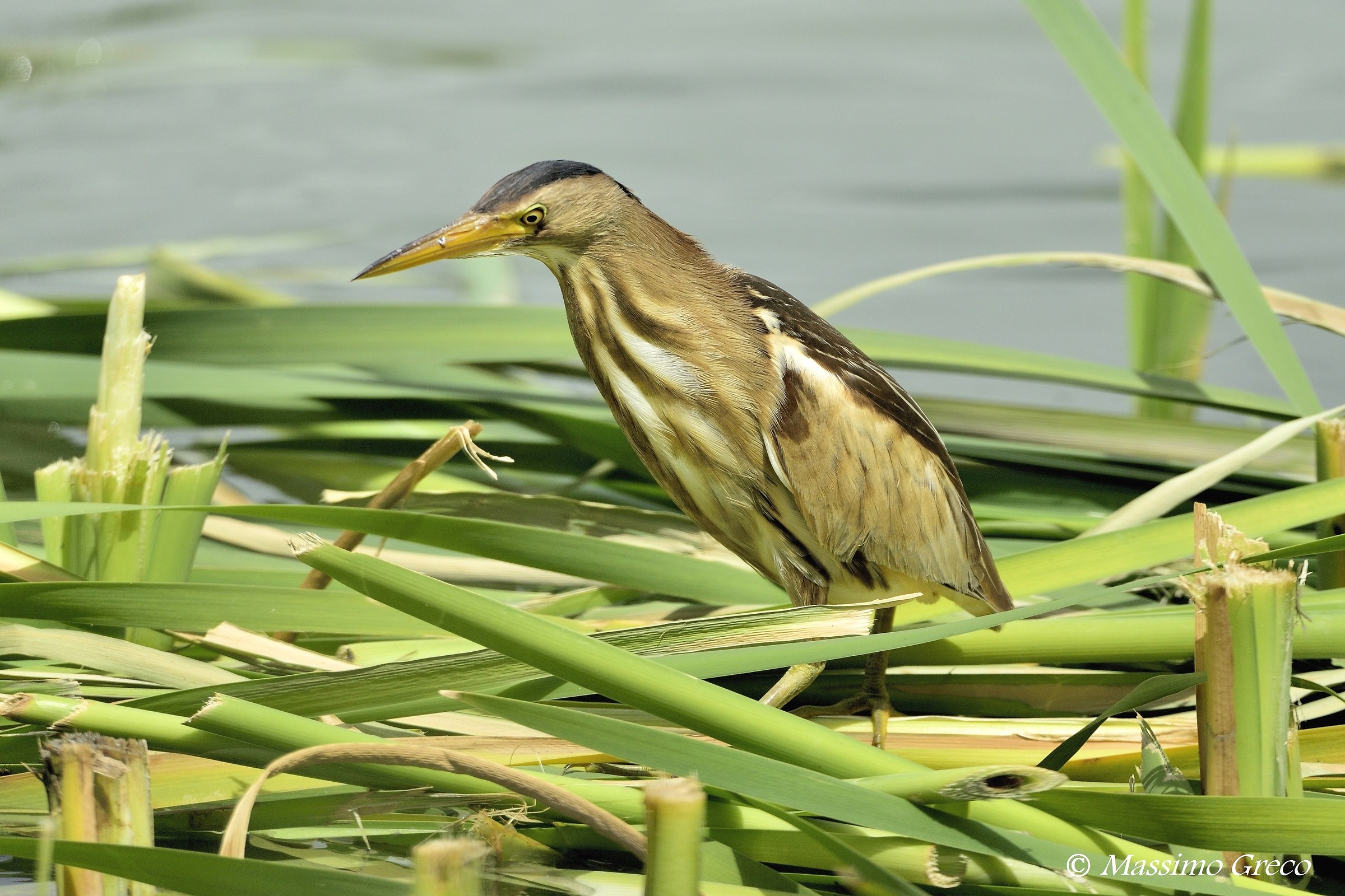 Tarabusino (Ixobrychus minutus)
