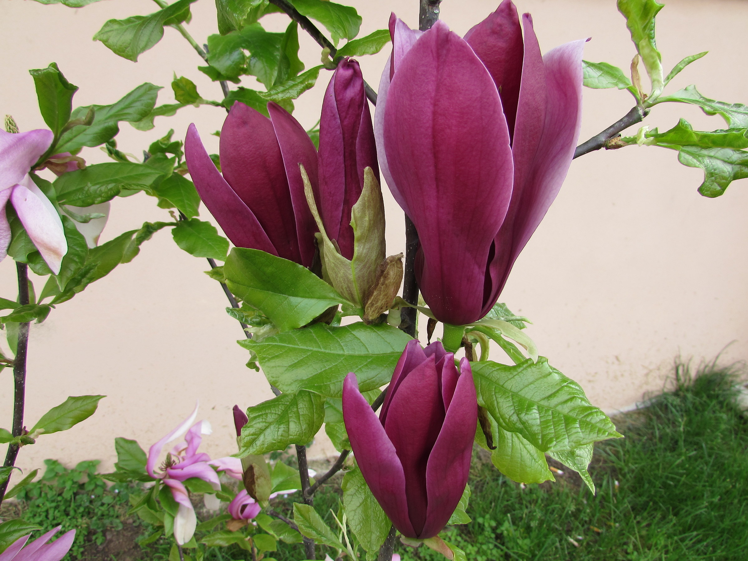 magnolia