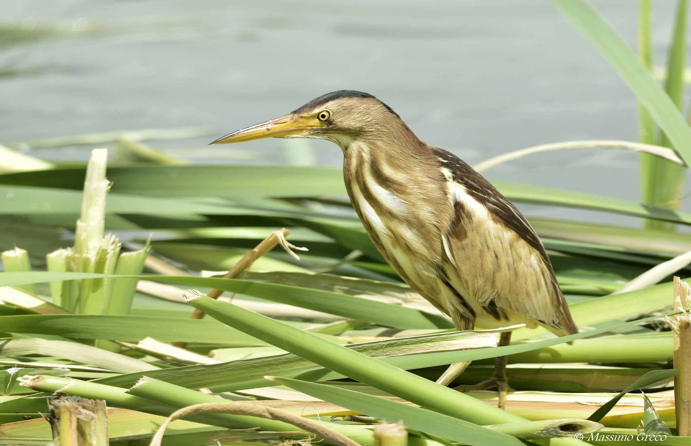 Tarabusino (Ixobrychus minutus)