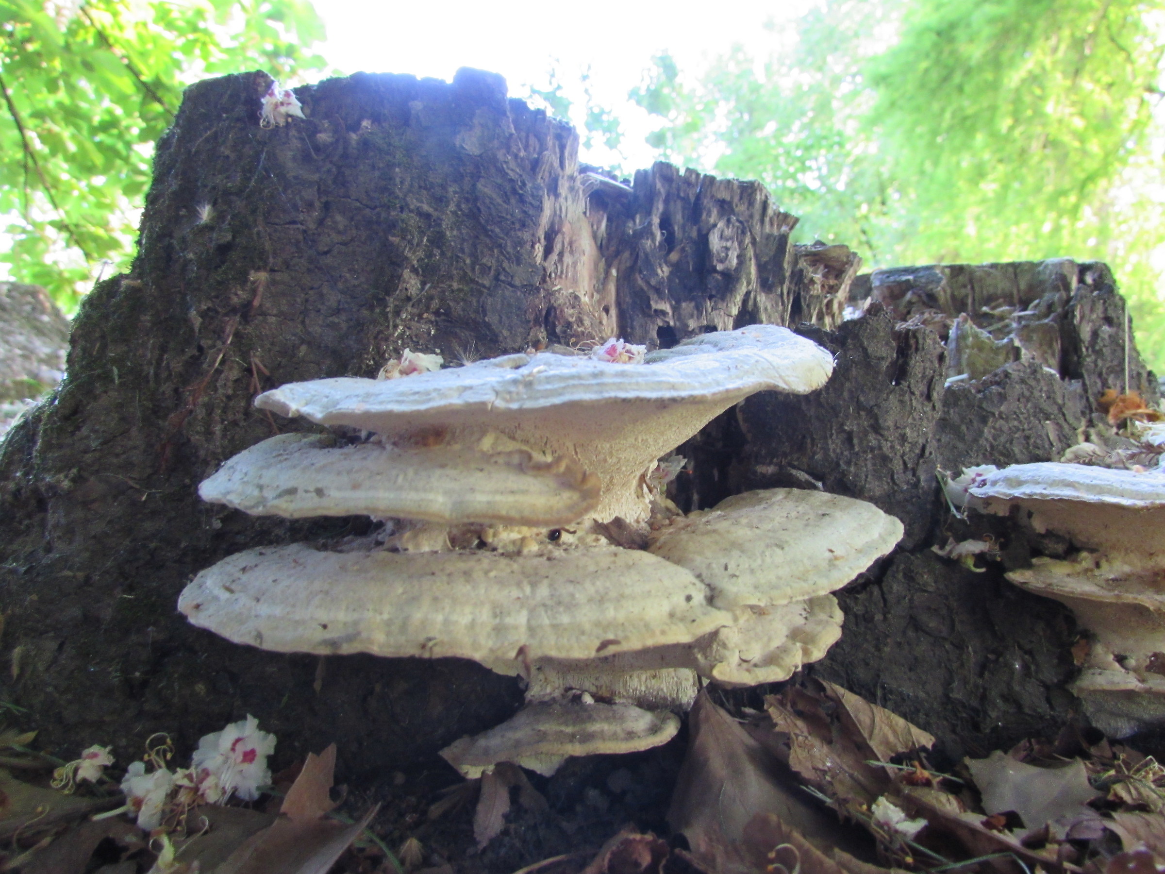 Layer fungus