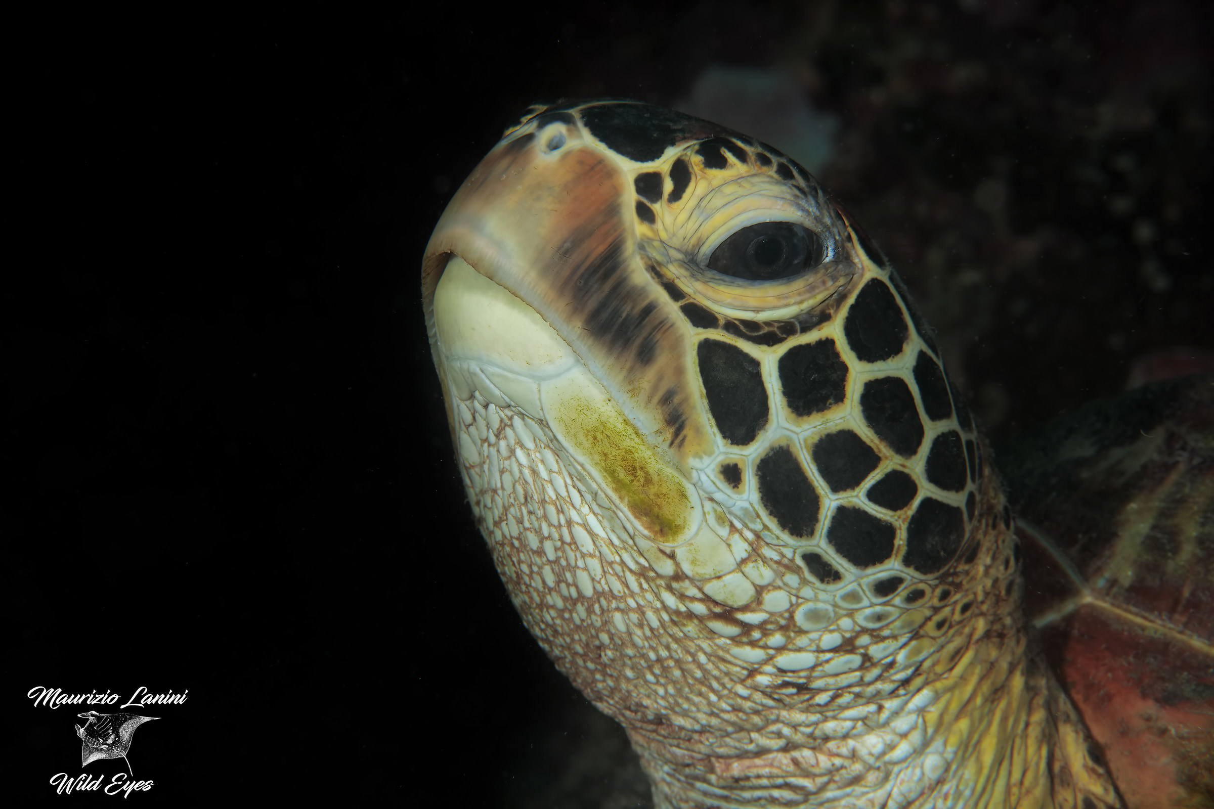 Primo piano di Tartaruga verde