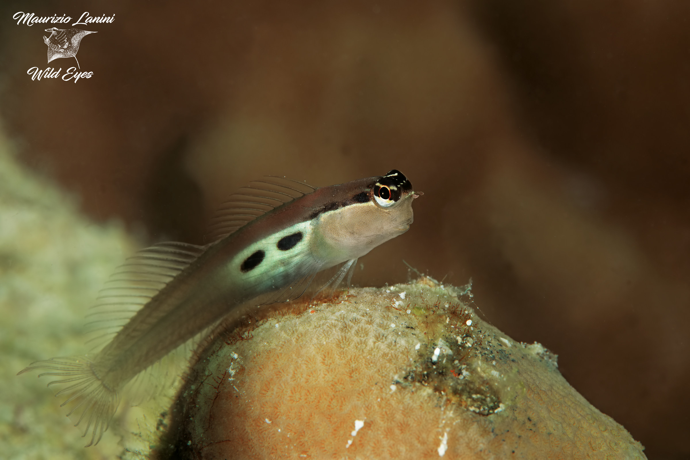 goby