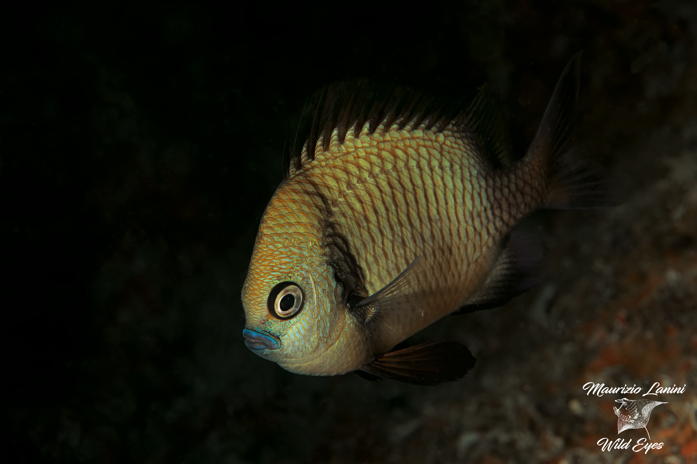 Two-striped chestnuts