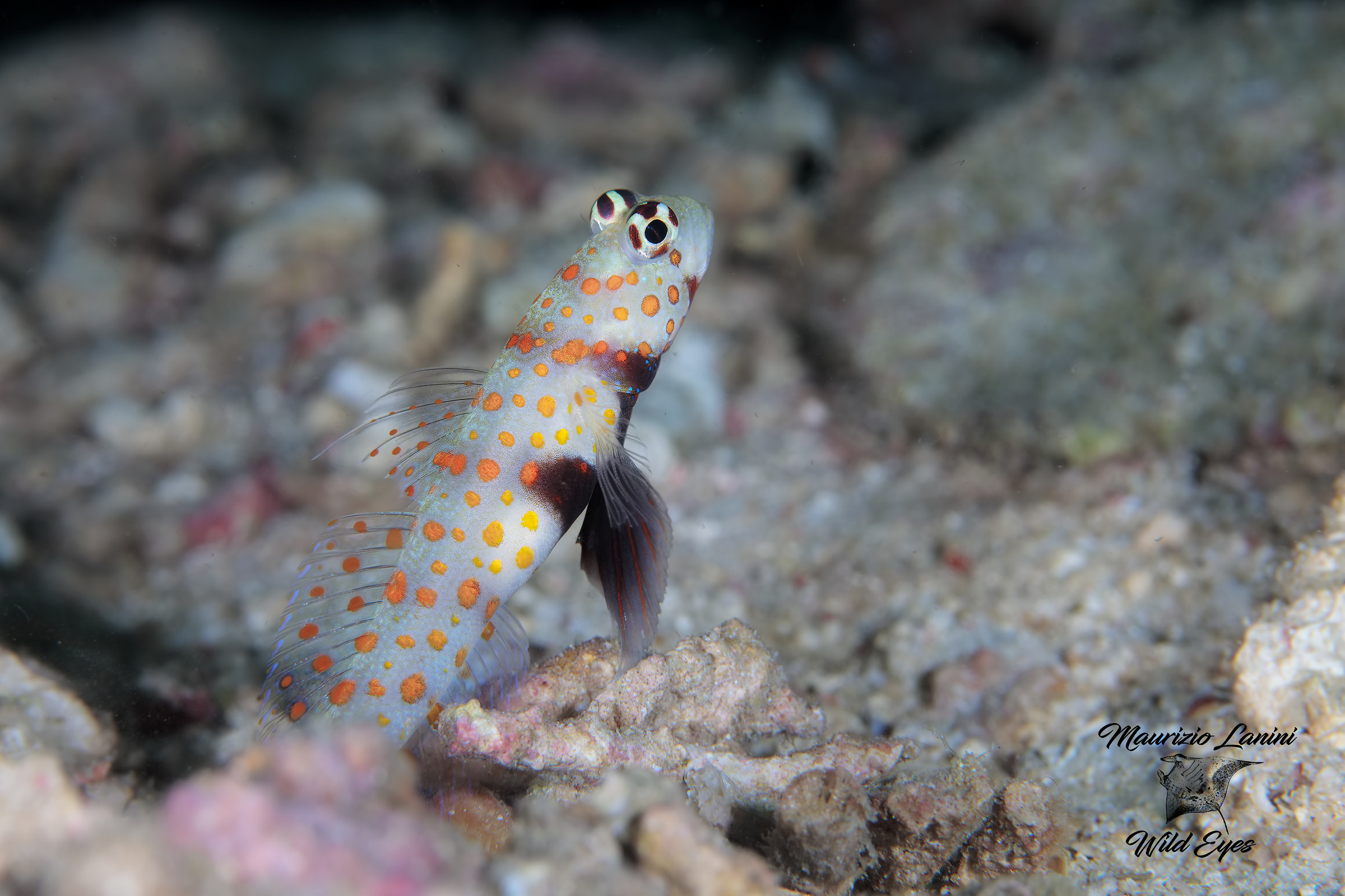 goby