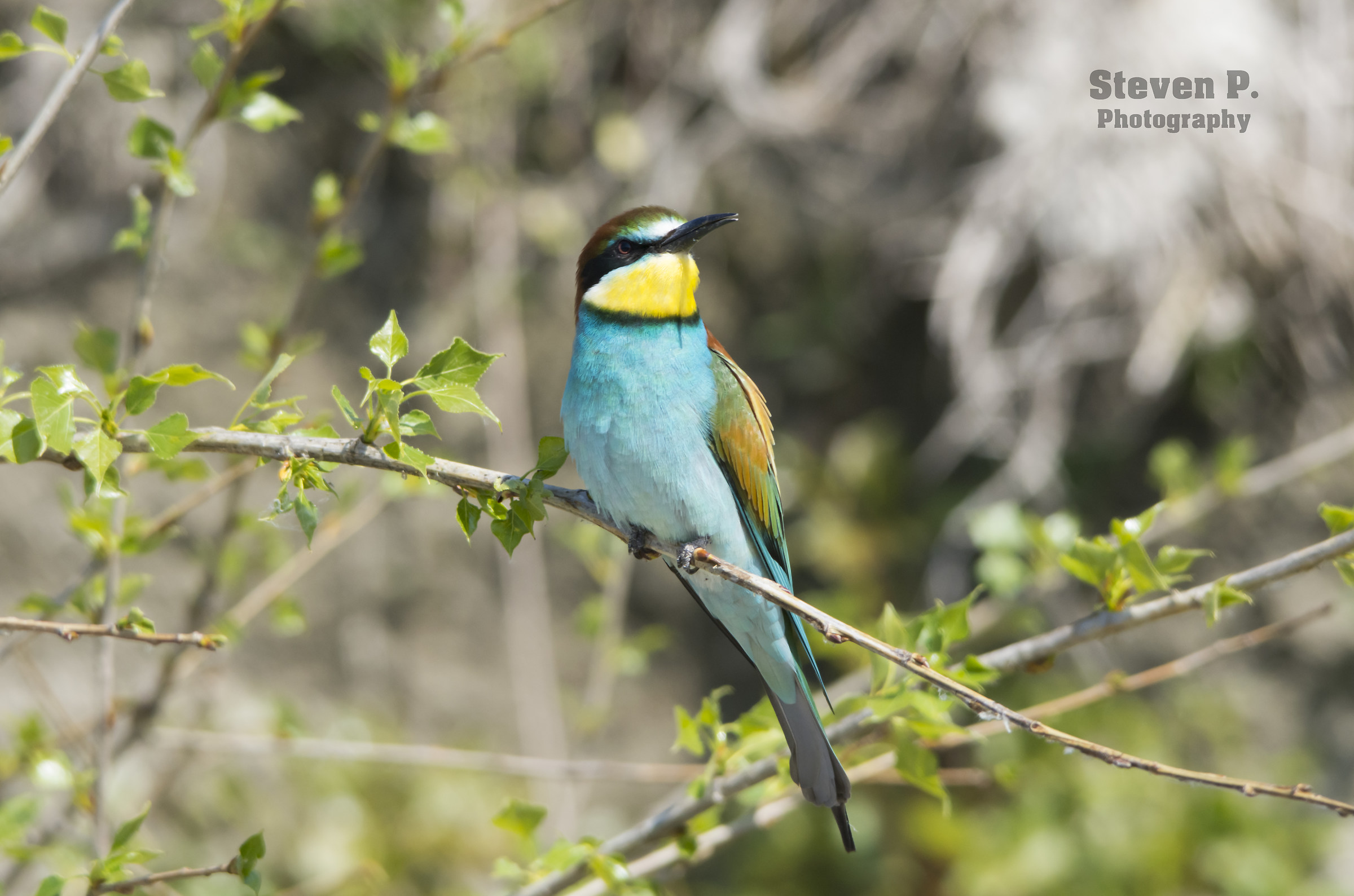 Merops apiaster su posatoio