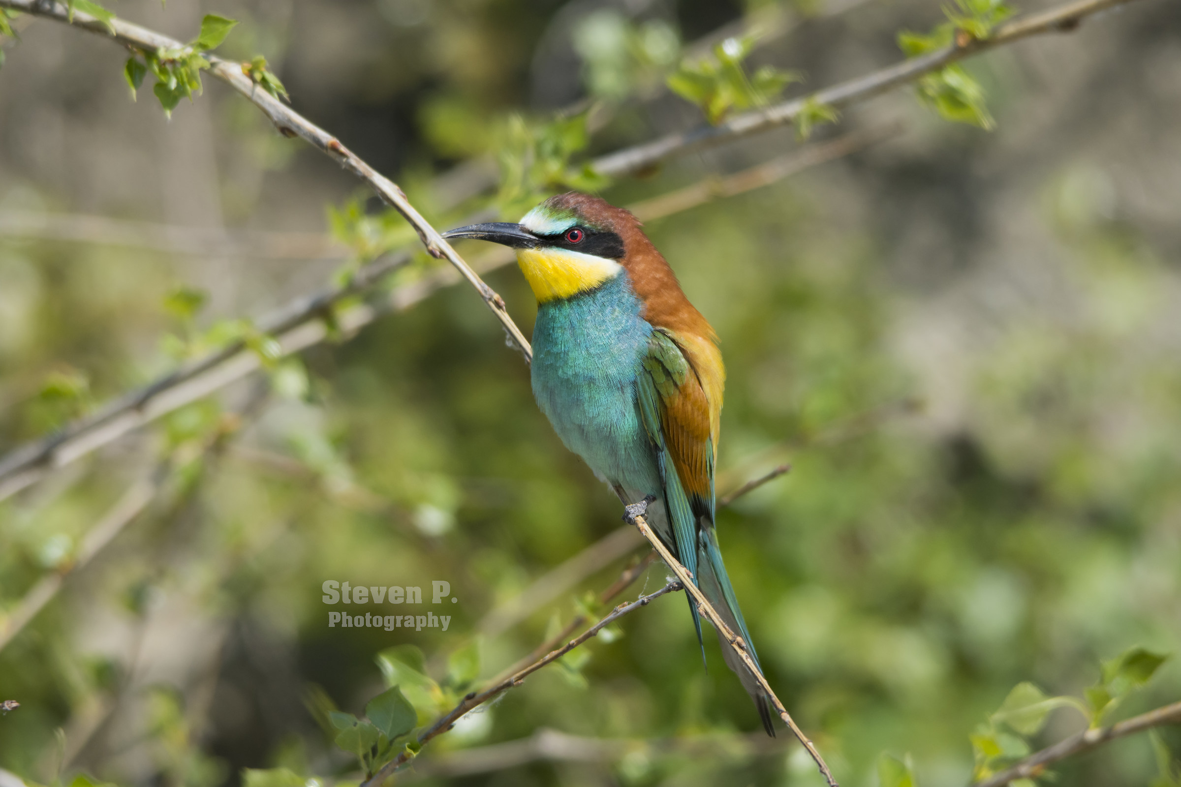 Merops apiaster su posatoio (2)