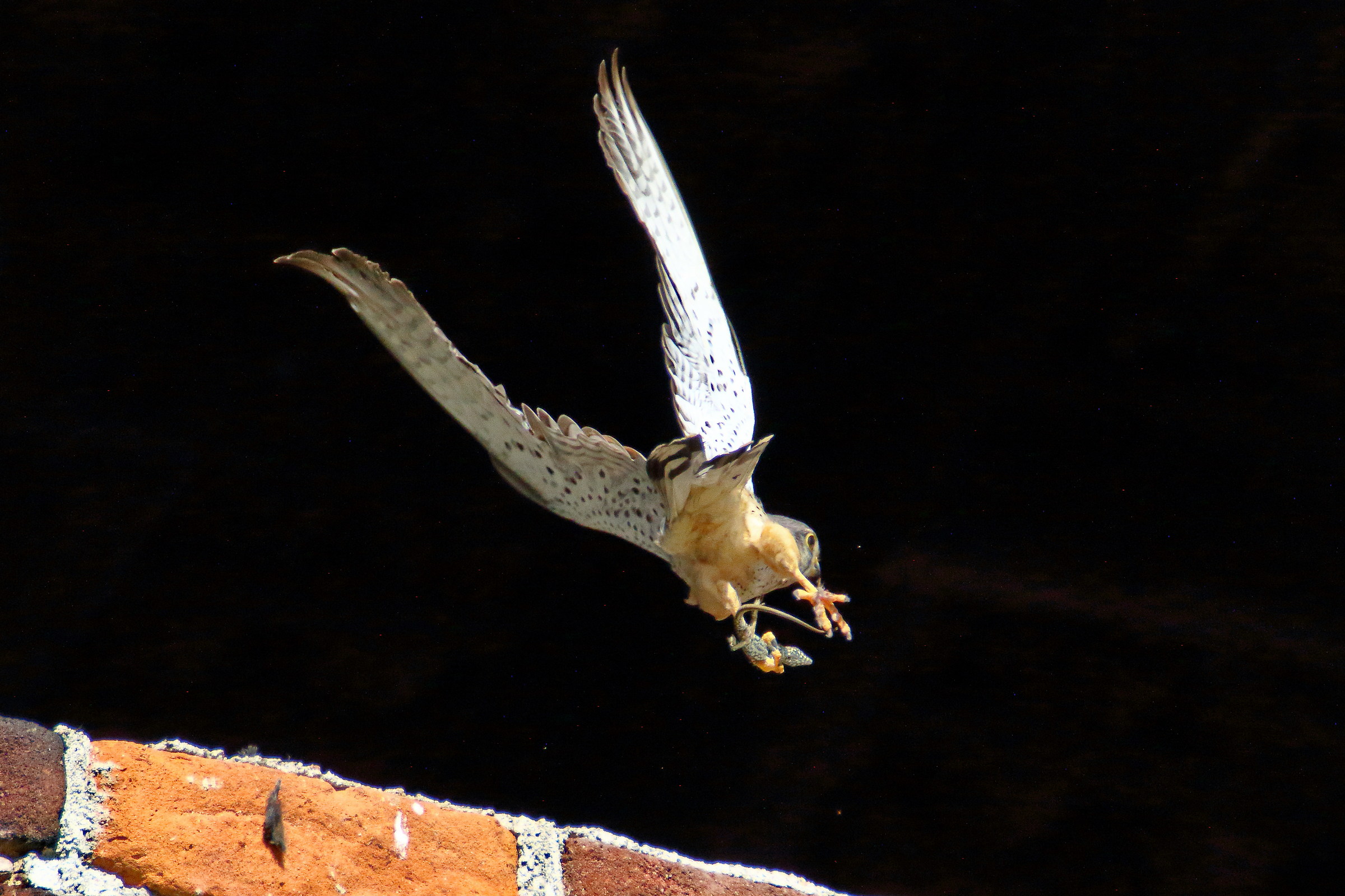 Kestrel Male