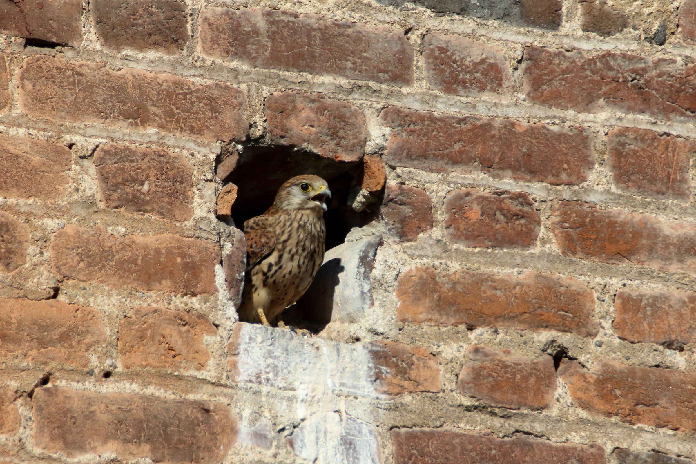Female Kestrel