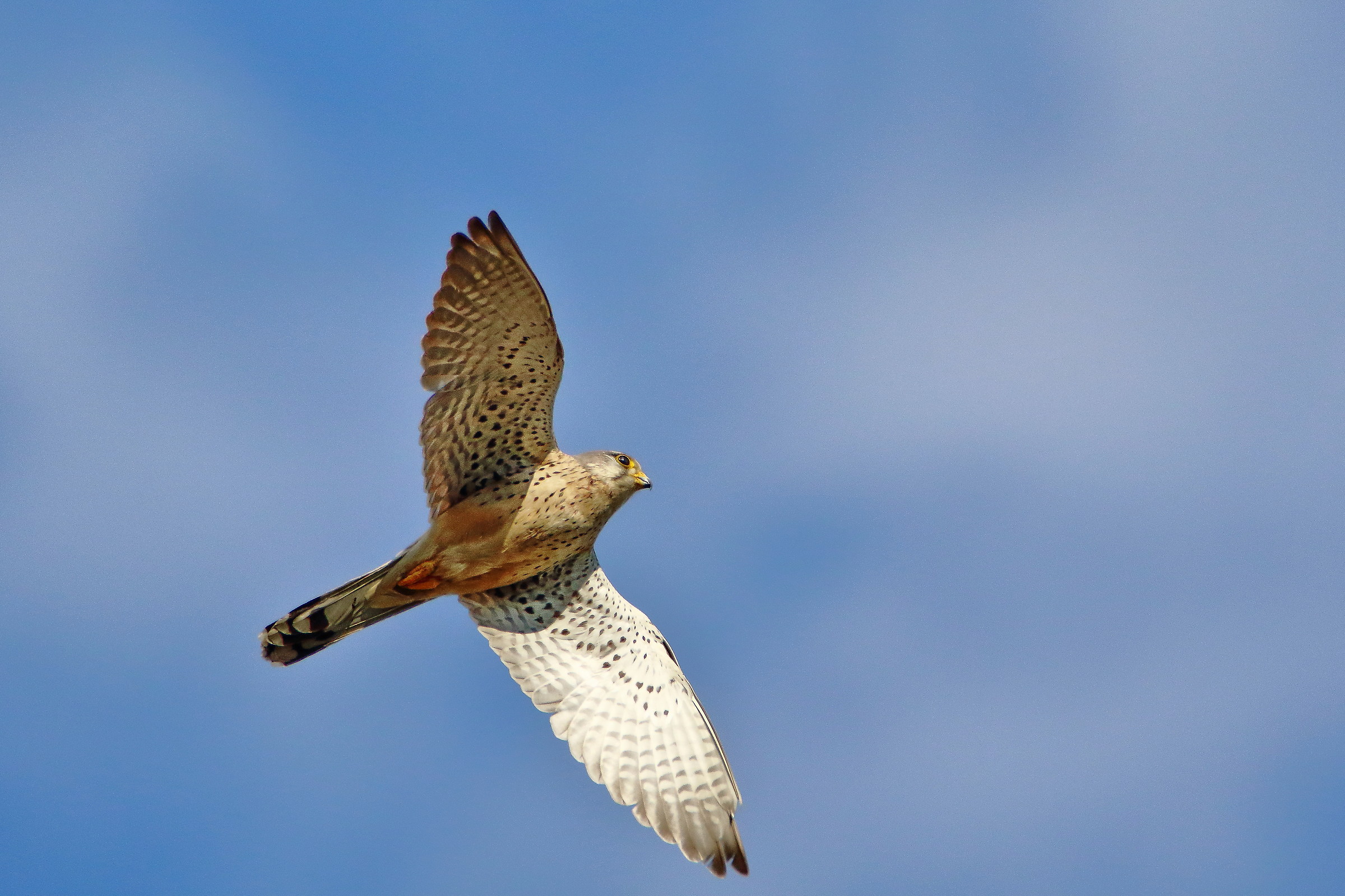 Kestrel in flight
