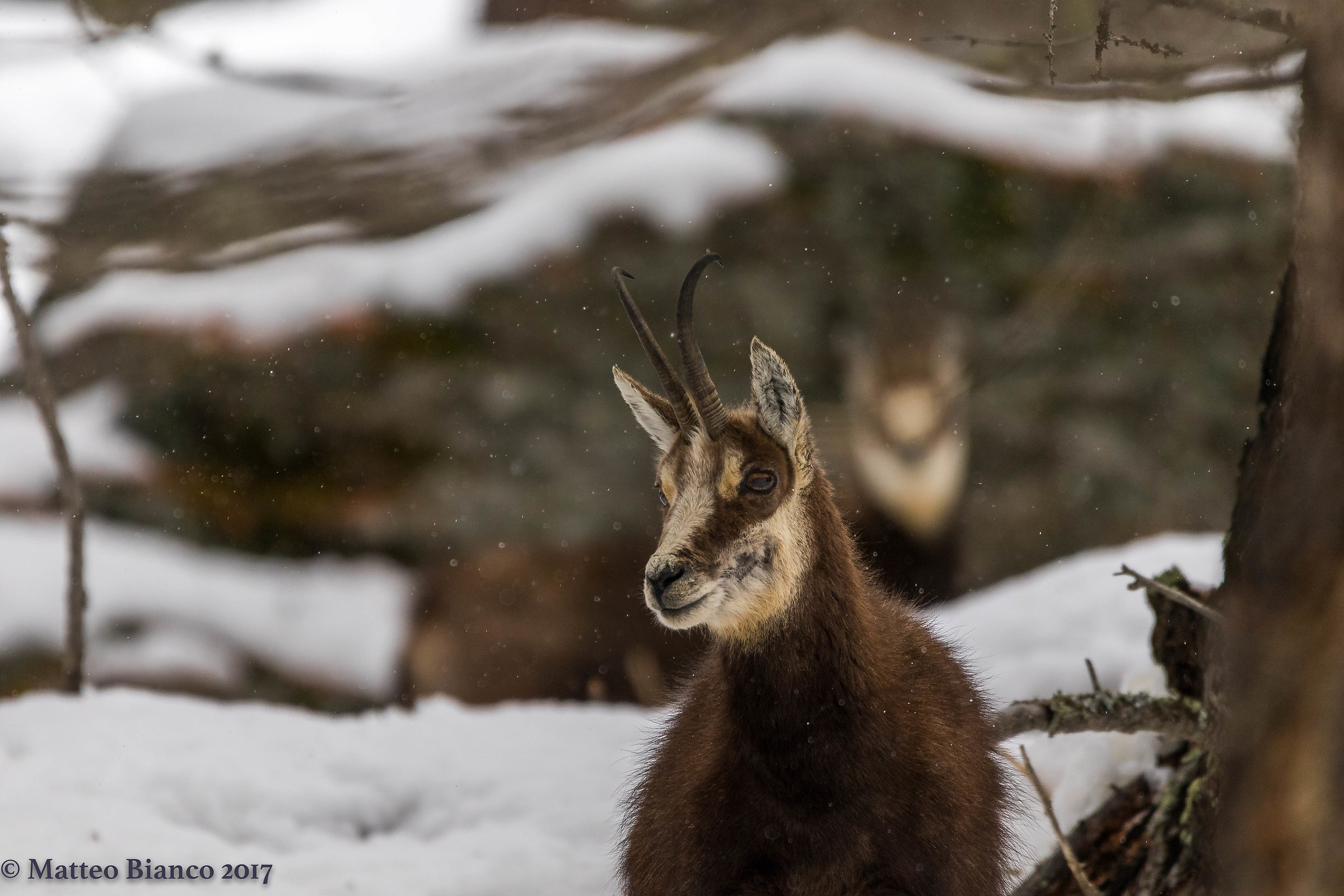 Chamois and snow ...