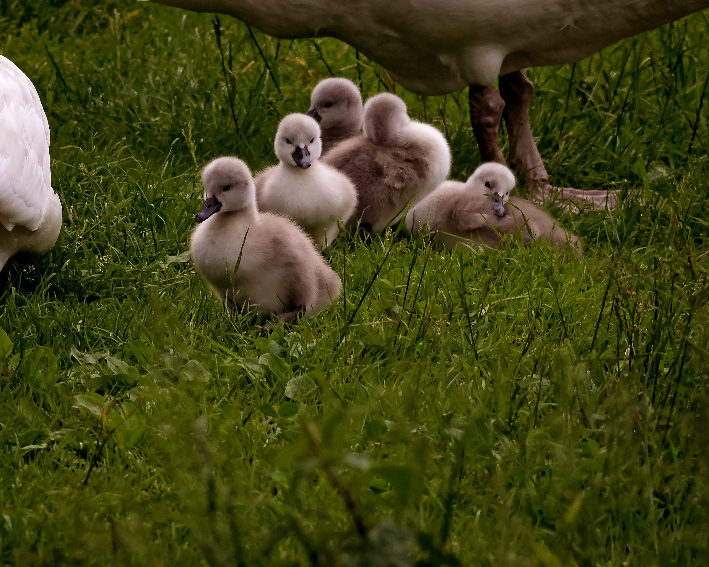 Swan sticks are all out