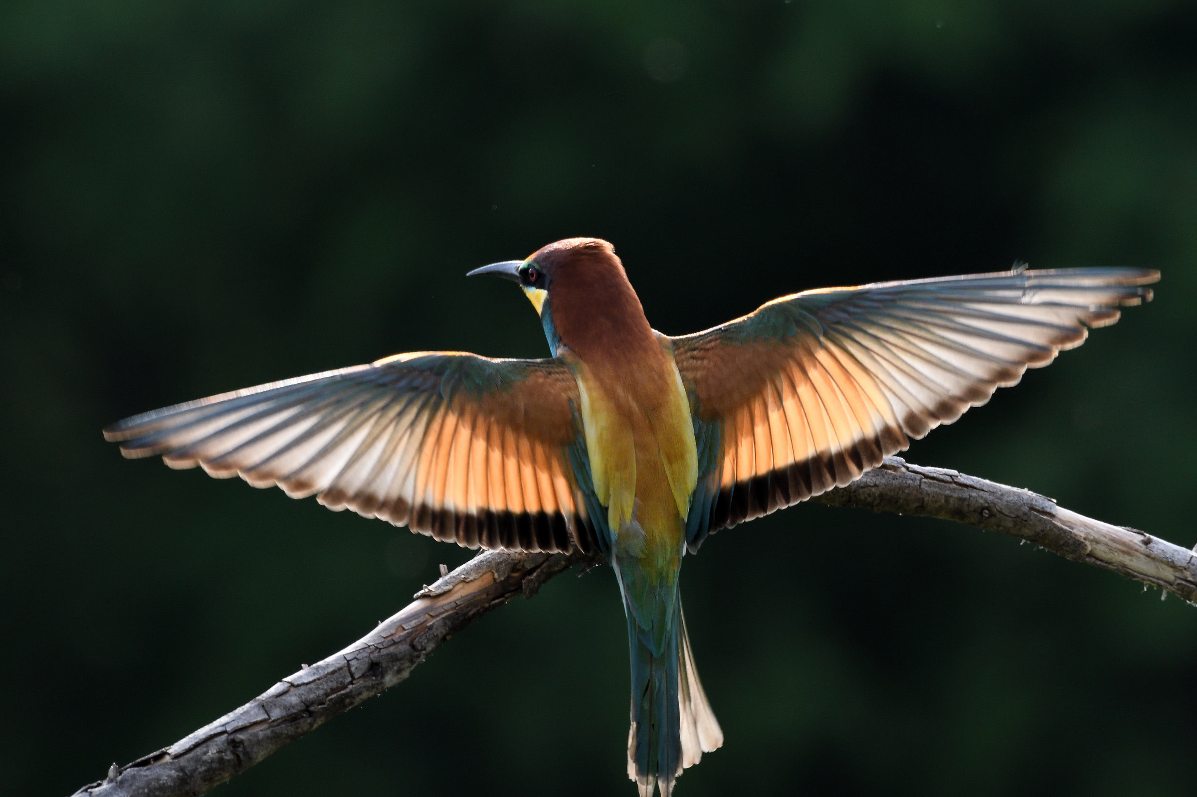 gruccione controluce 2