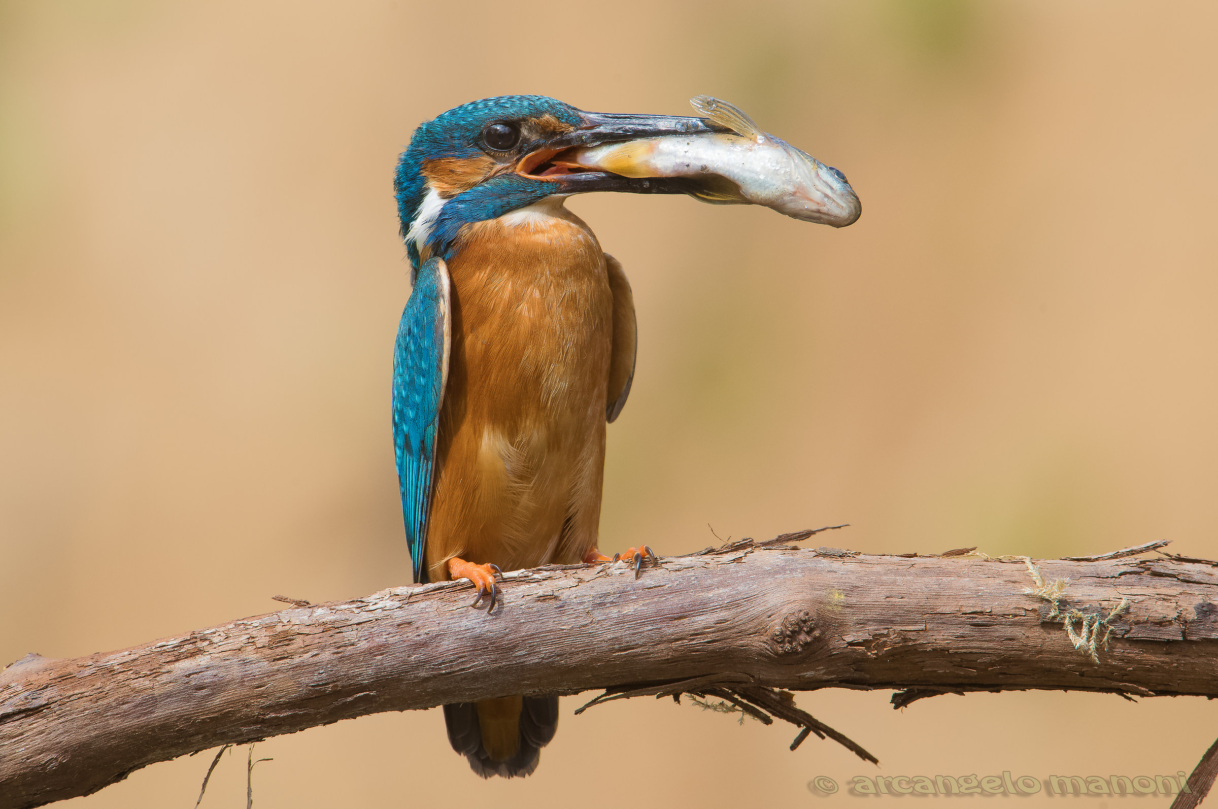 Will I make it fool you?