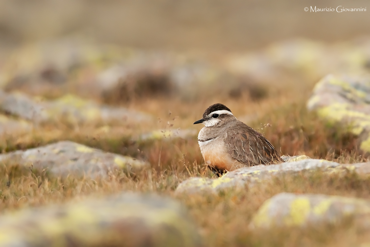 Dotterel