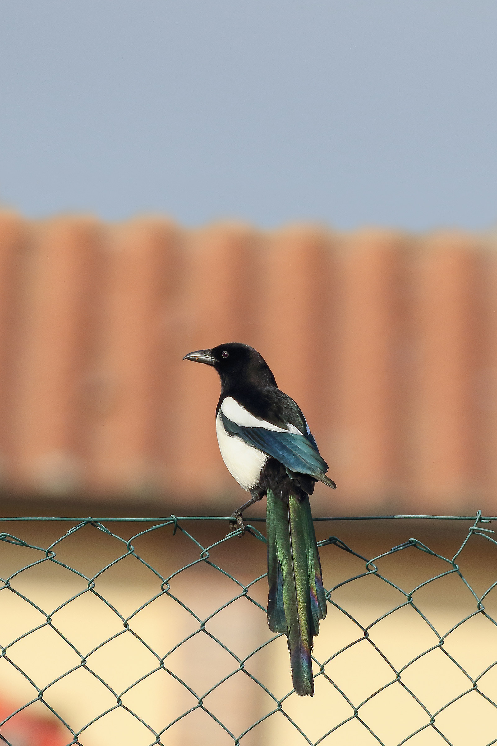 Magpie